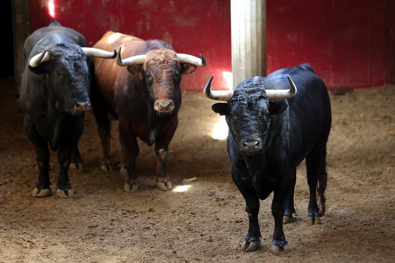 Ambiente en corrales de Zaragoza