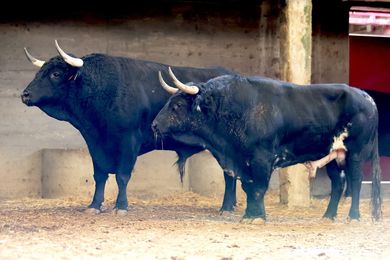 Ambiente en corrales de Zaragoza