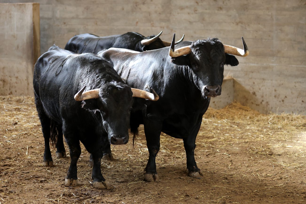 'Hiliano' de José Vázquez será el toro de la alternativa de 'El Mene' en Zaragoza