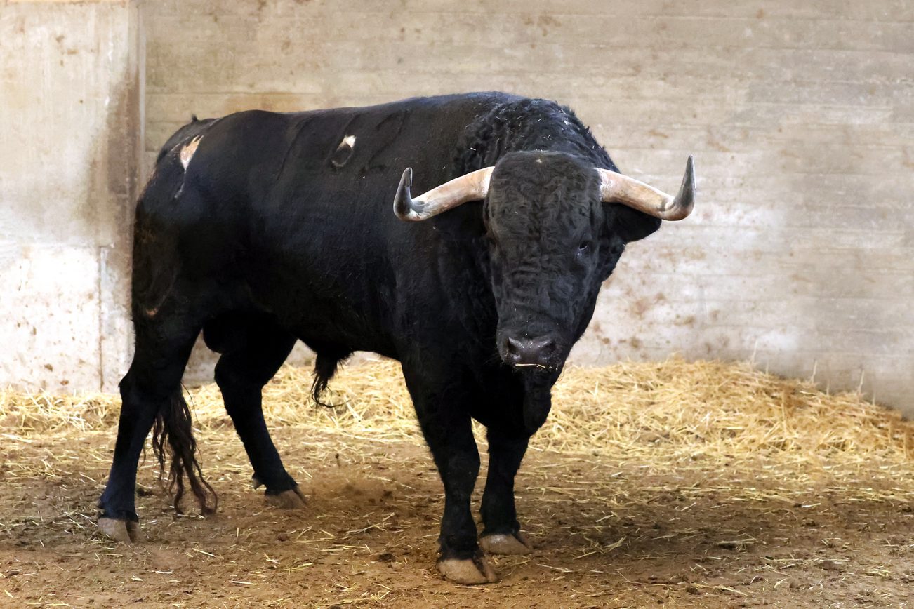 Ambiente en corrales de Zaragoza