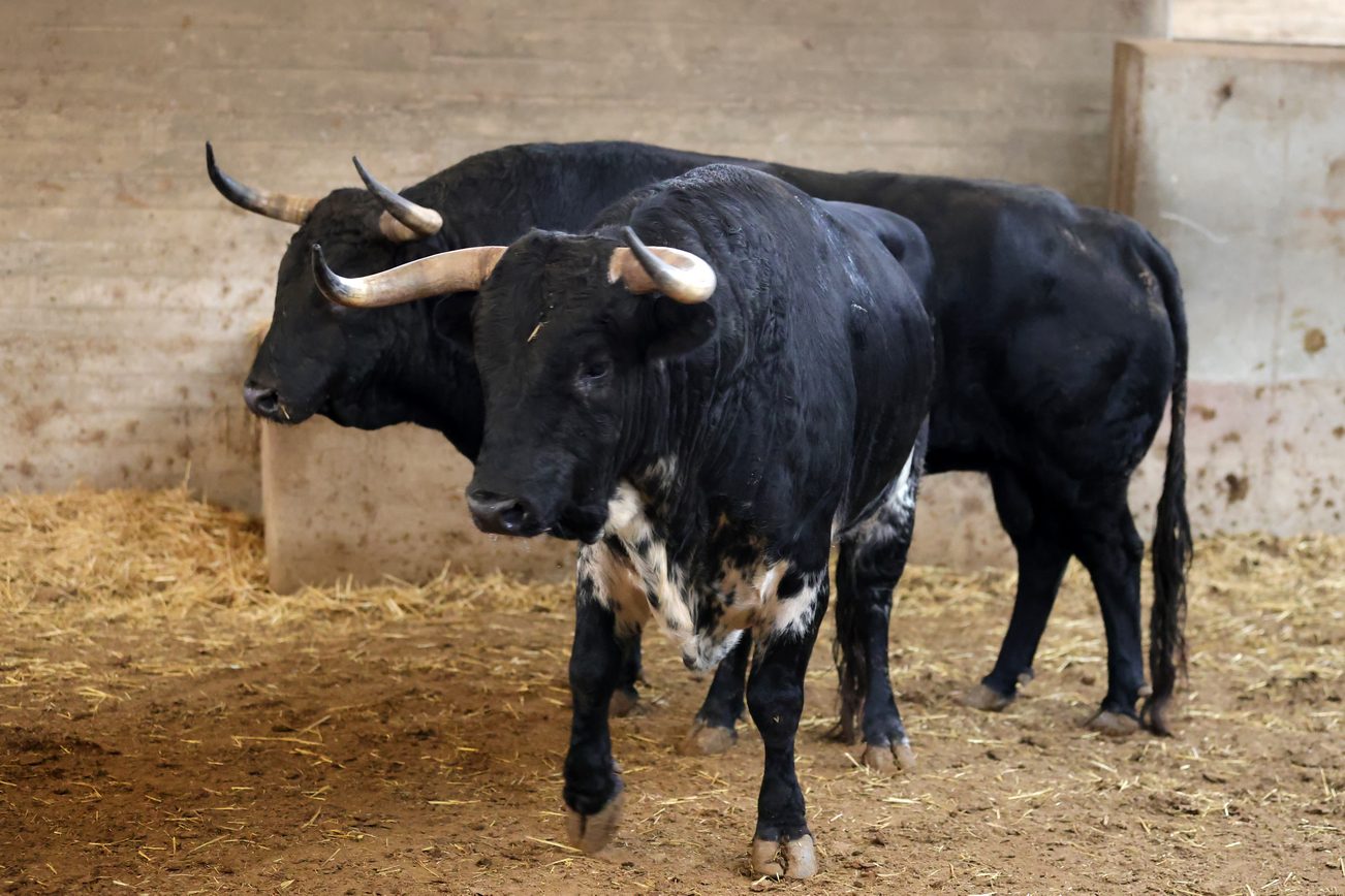 Ambiente en corrales de Zaragoza