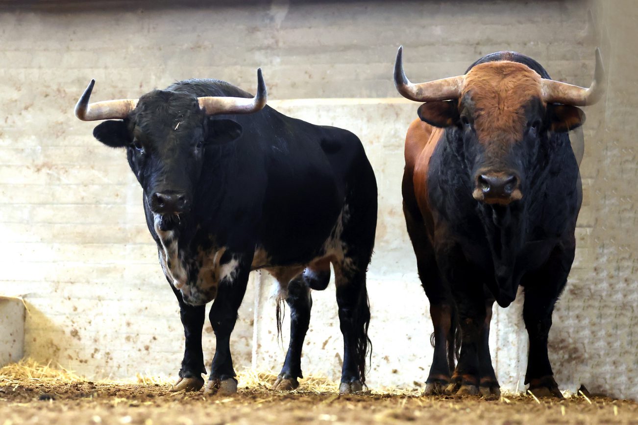 Ambiente en corrales de Zaragoza