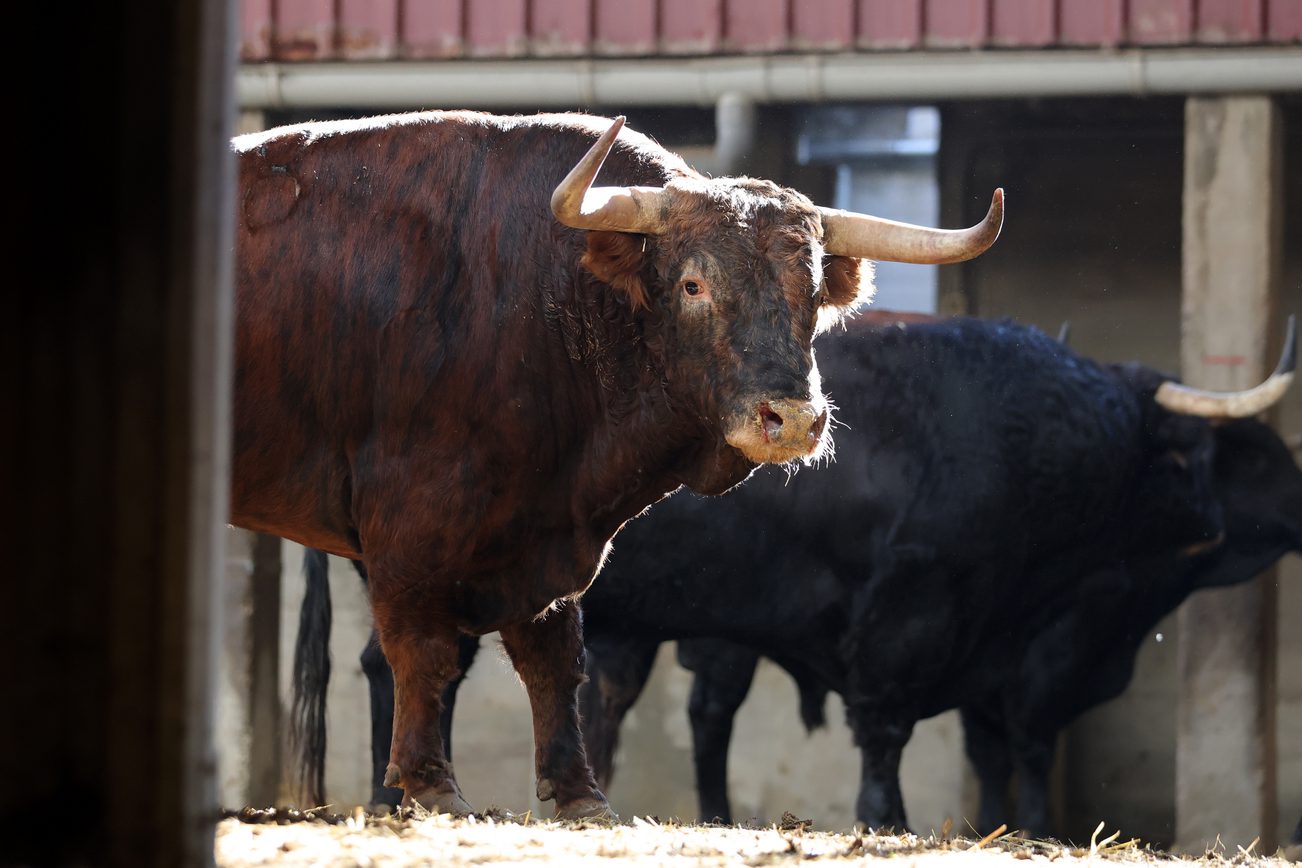 'Dueño' de Montalvo abre la segunda parte de la Feria del Pilar en Zaragoza