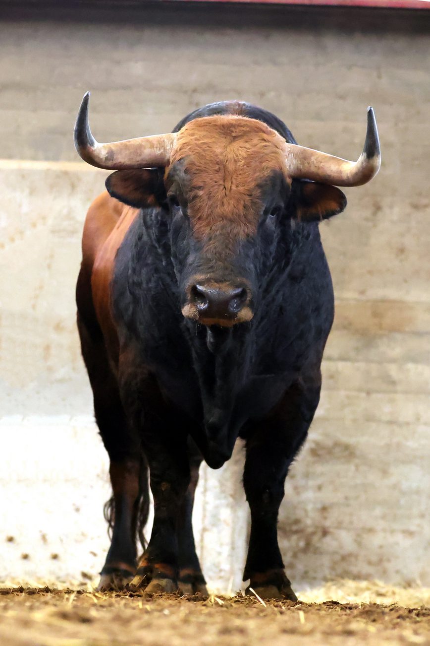 Ambiente en corrales de Zaragoza