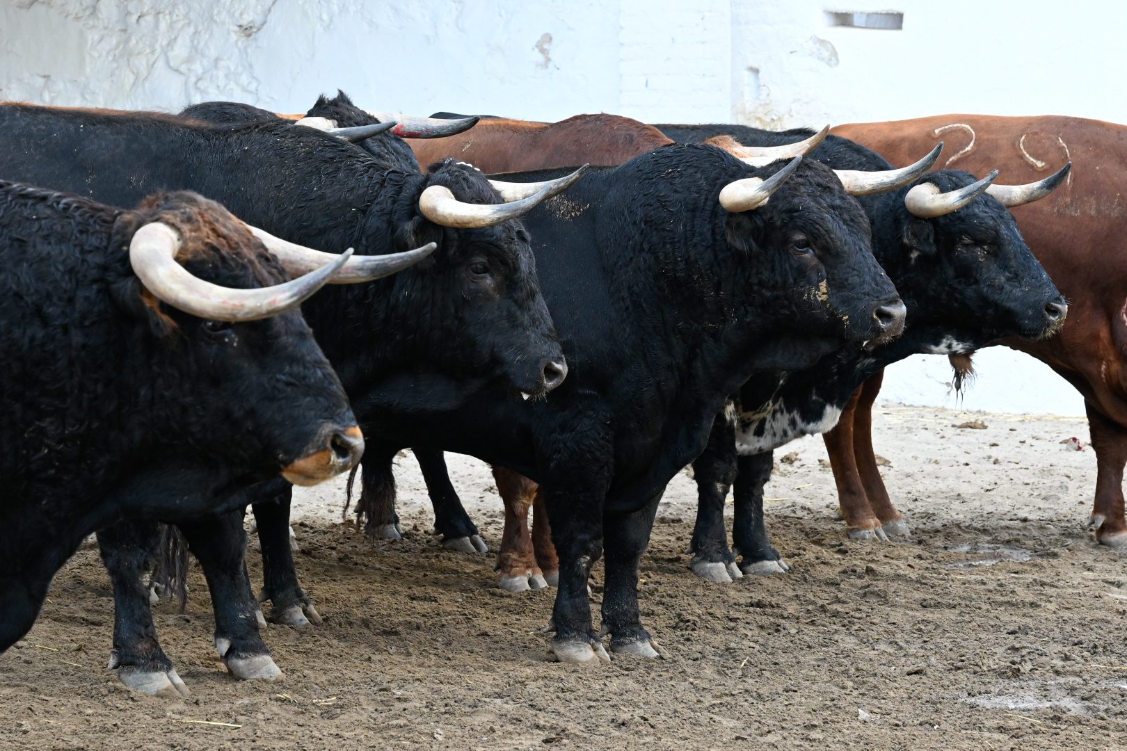 Seis novillos de Casa de los Toreros para cerrar la temporada en Valencia