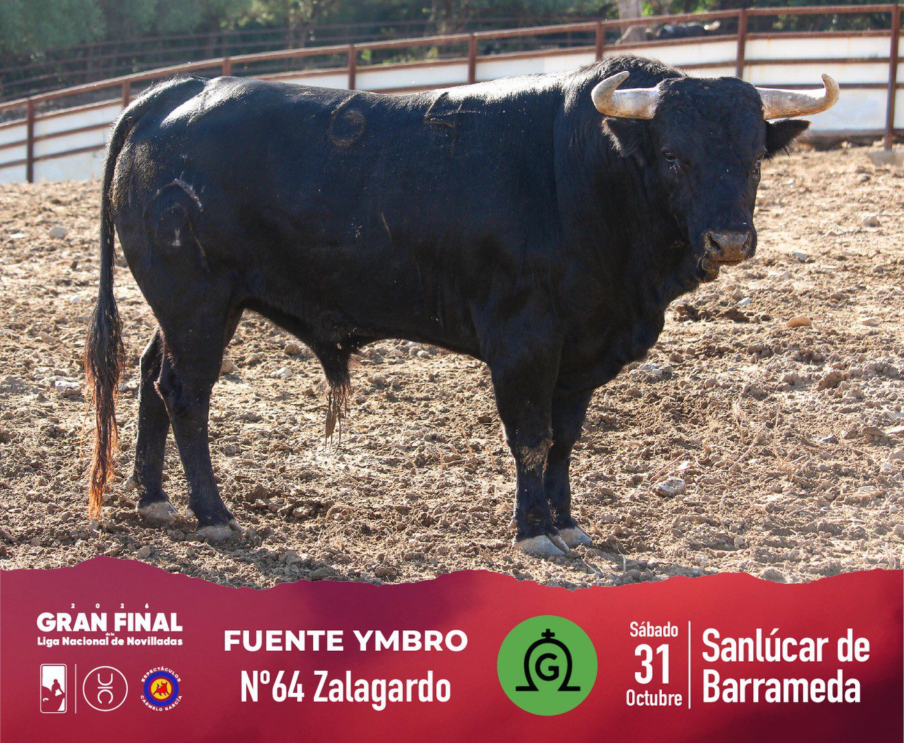 Novillo de Fuente Ymbro para la final en Sanlúcar, fotografía 1