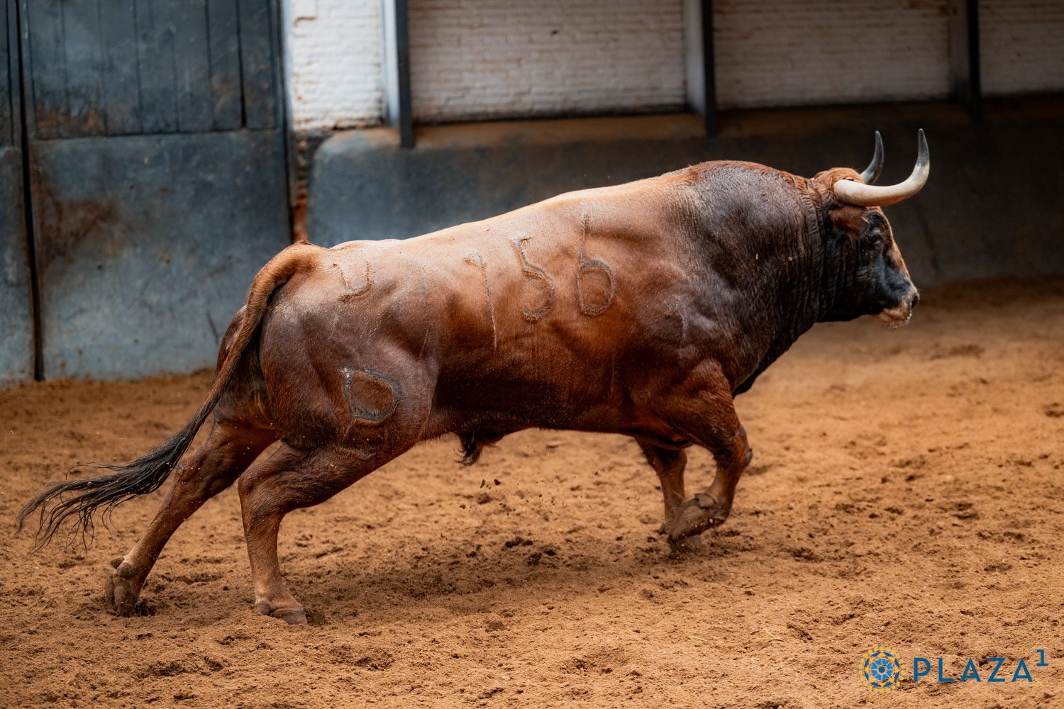 Afectivo, primero de Alcurrucén