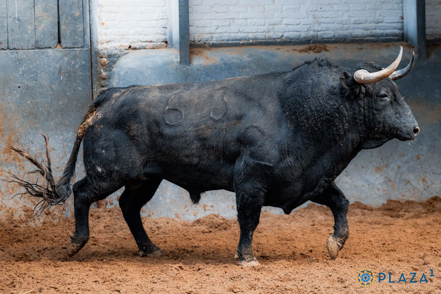 Veraniego, primero de Garcigrande