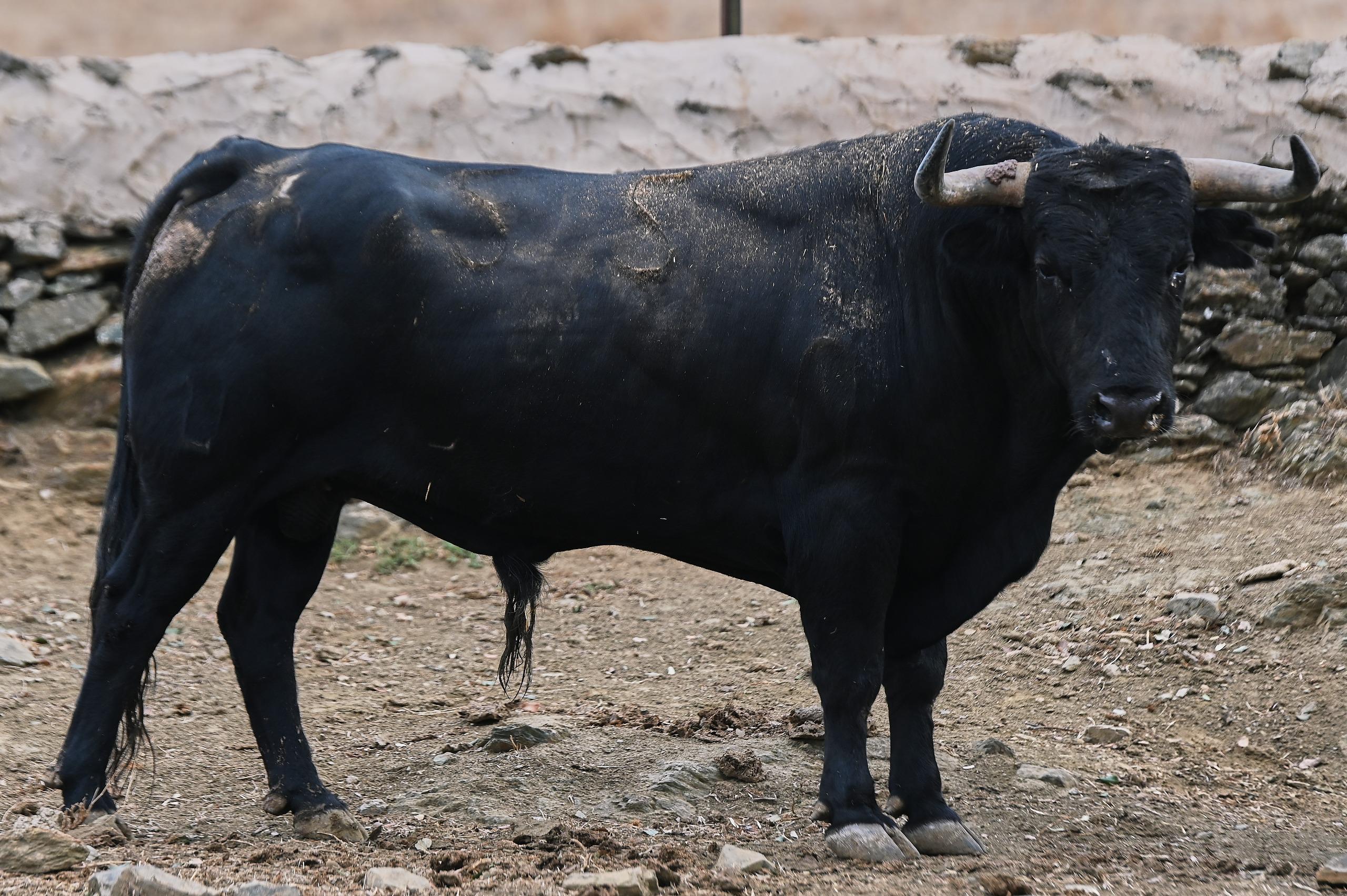 Toro de El Parralejo reseñado para Jaén
