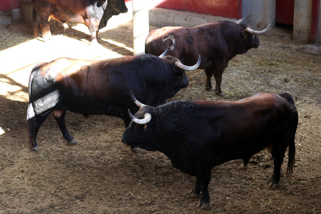 Ambiente en corrales de Zaragoza