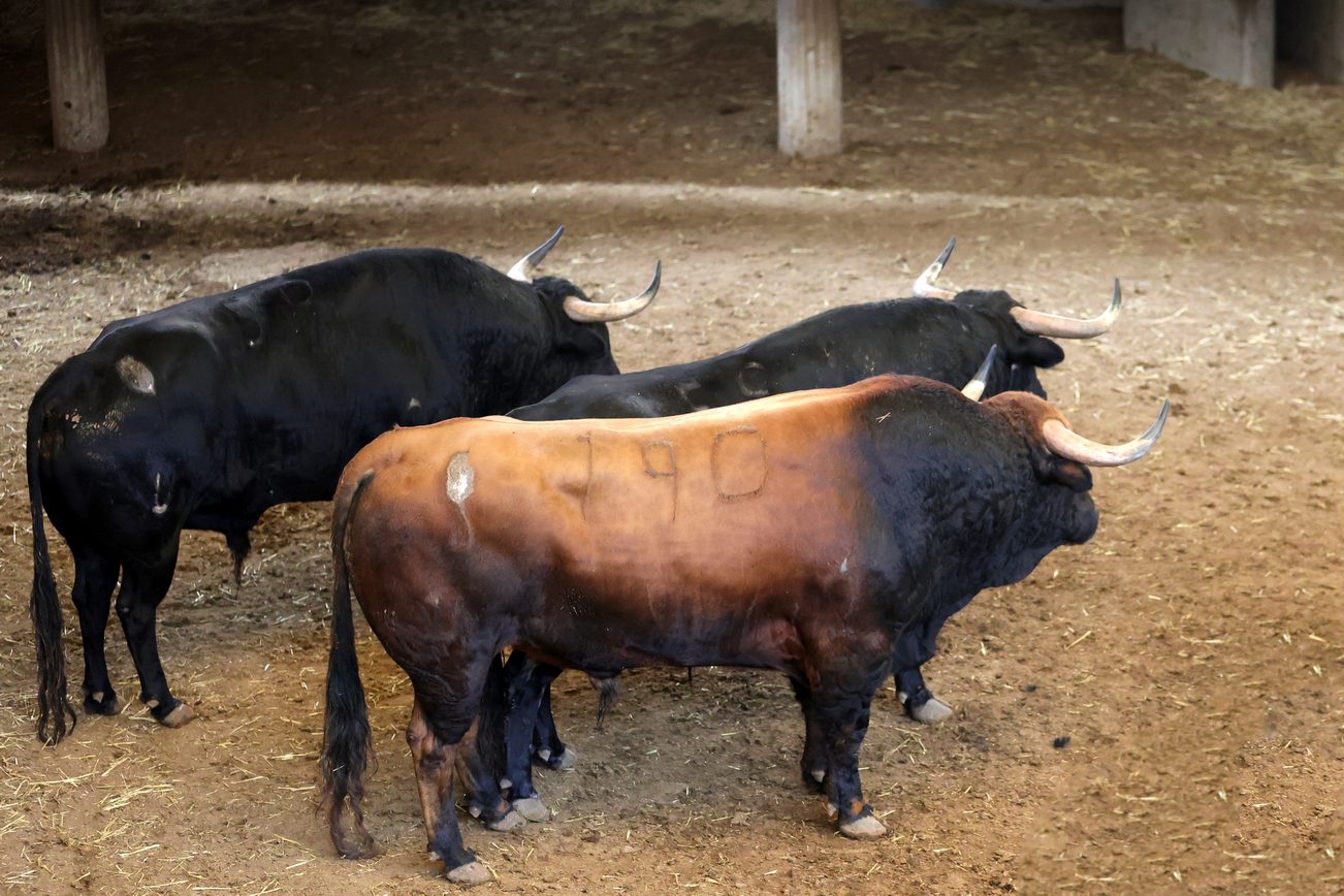 Ambiente en corrales de Zaragoza
