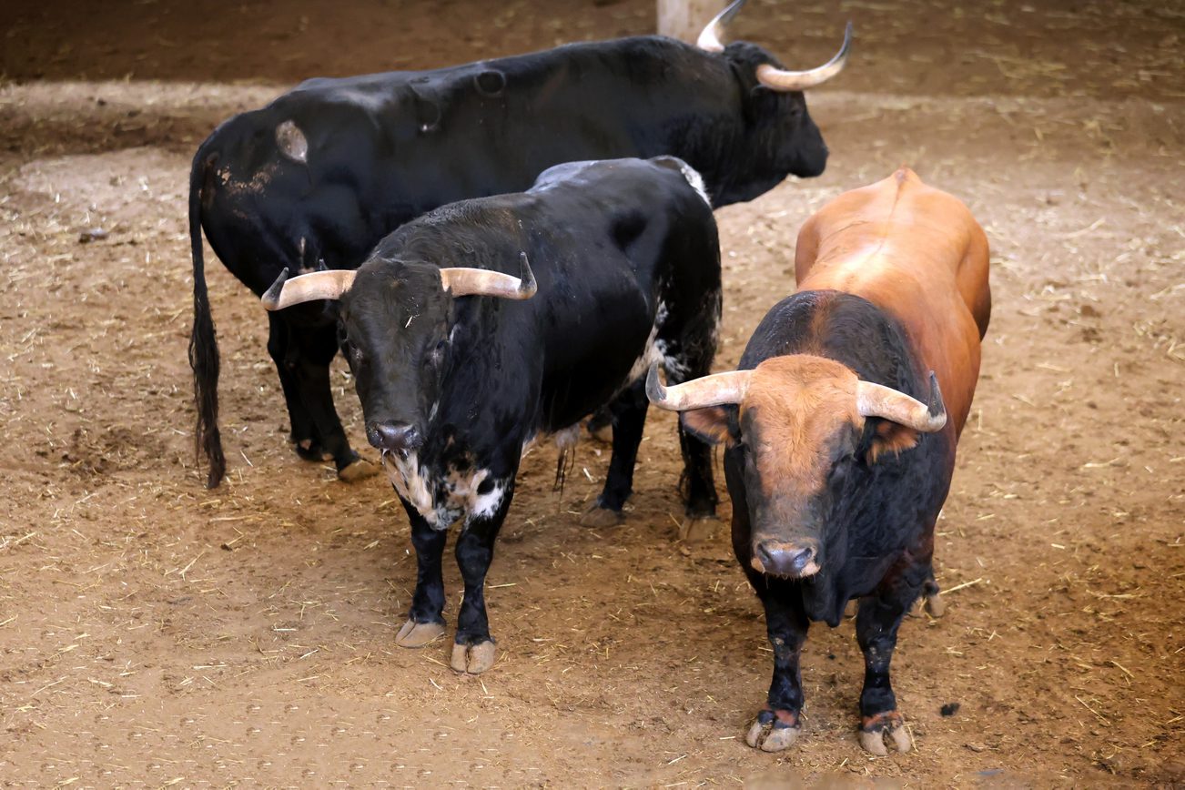 Cinco toros de Hnos. García Jiménez y uno de Olga Jiménez para la vuelta de Morante a Zaragoza