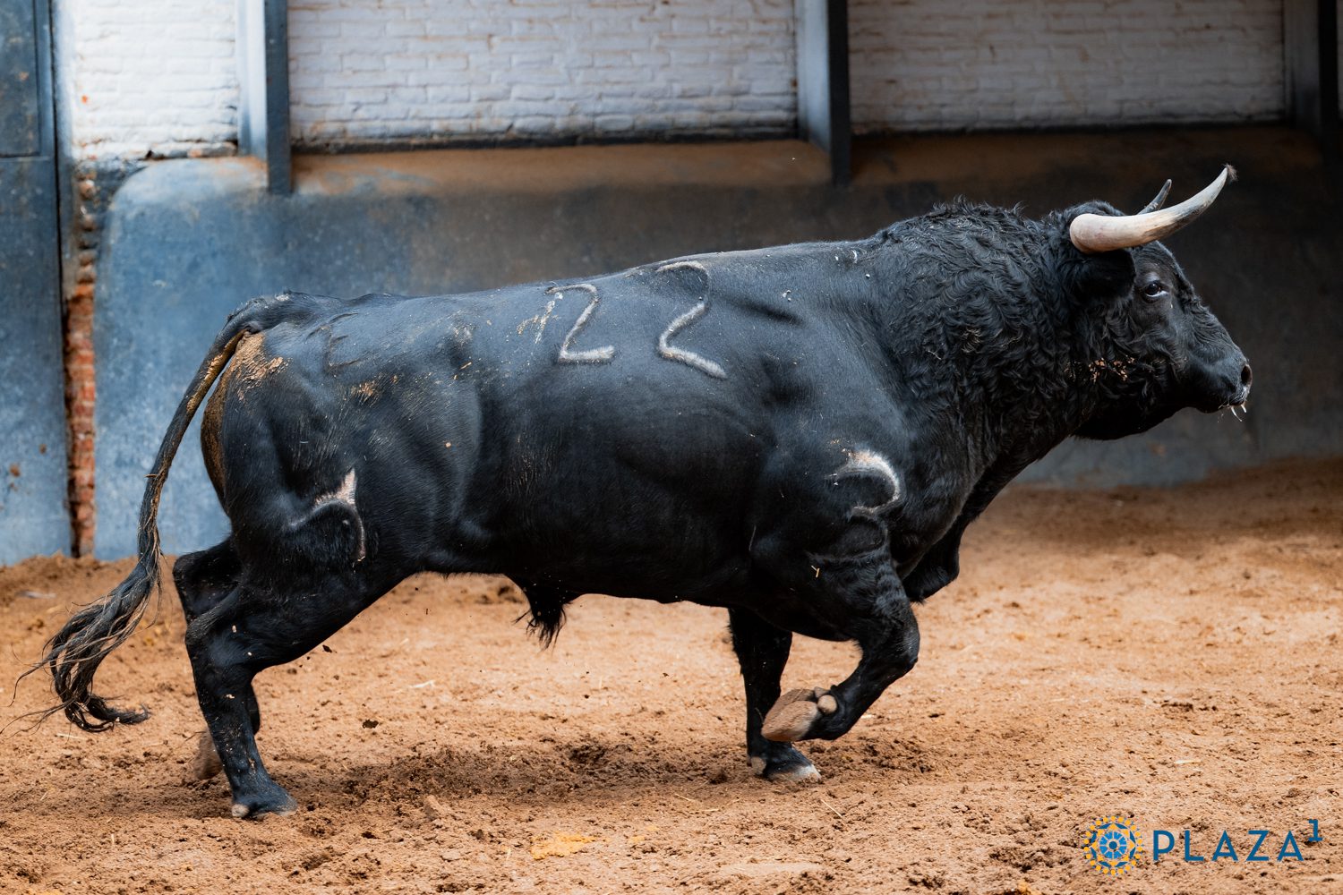 Lechuguero, de El Retamar
