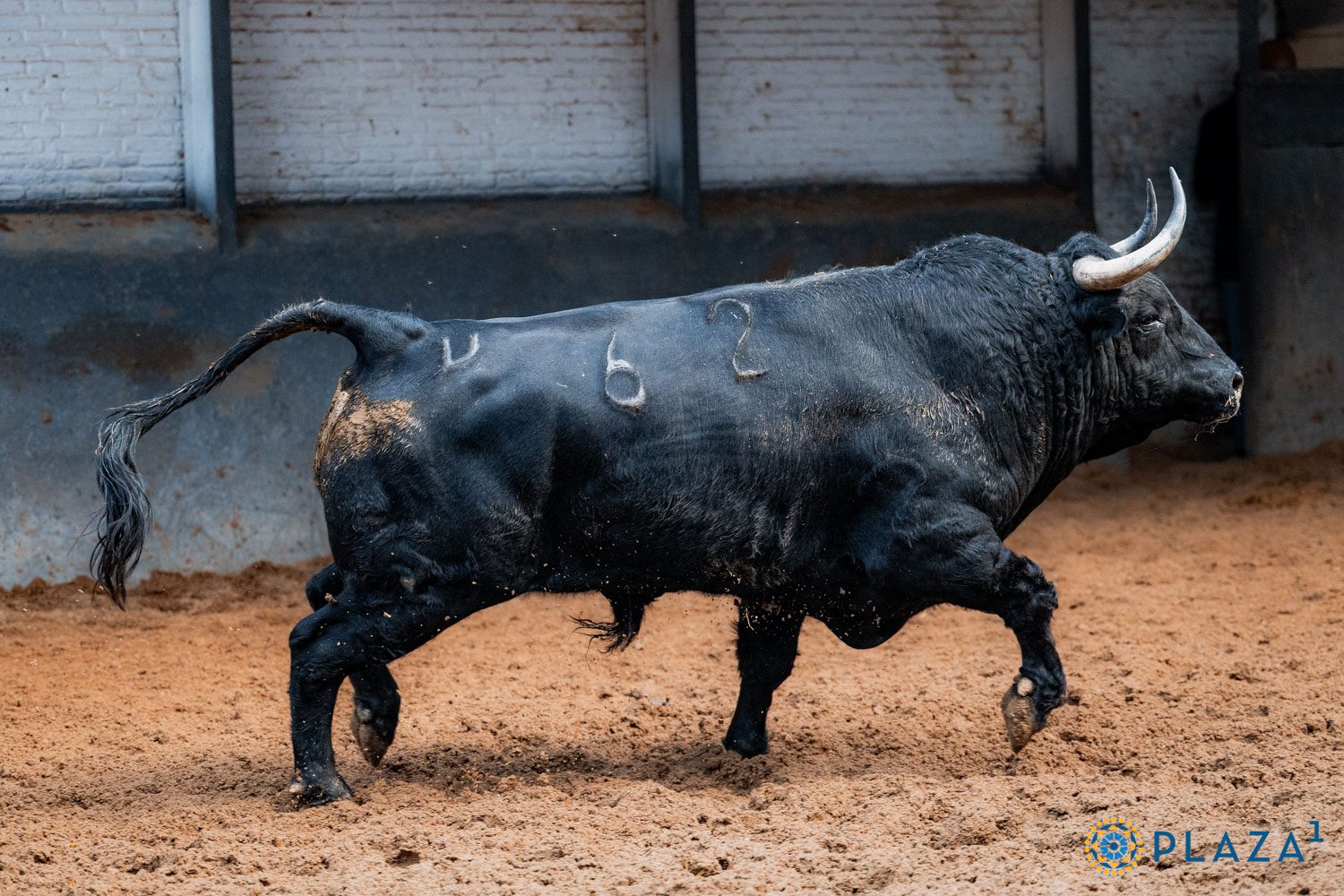 Siciliano, segundo de Garcigrande