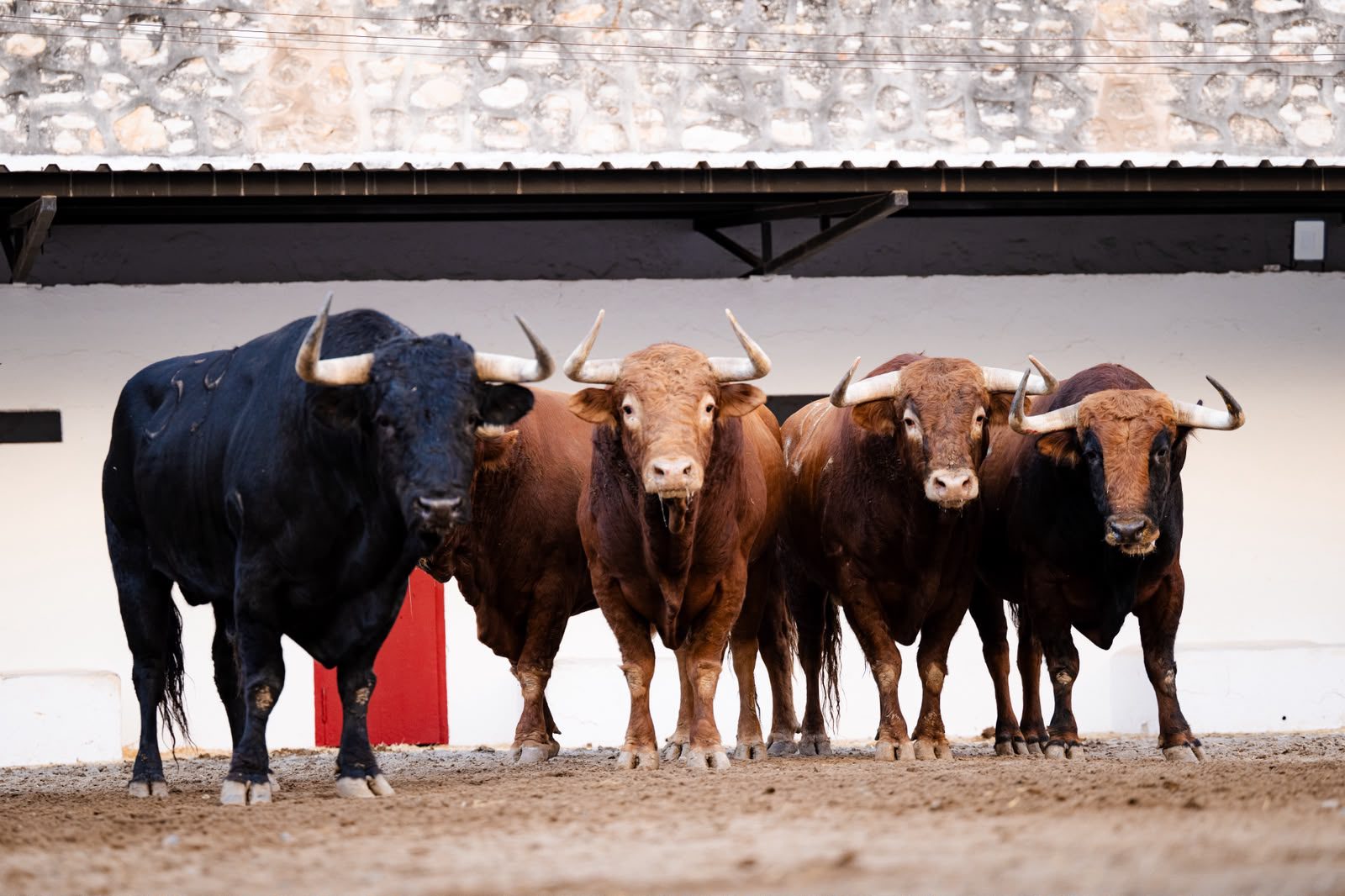 Cinco toros de Álvaro Núñez y uno de Torrealta para el día de la comunidad valenciana en Valencia