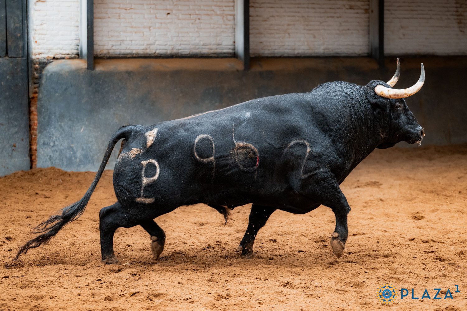 Antequerano, tercero de Alcurrucén