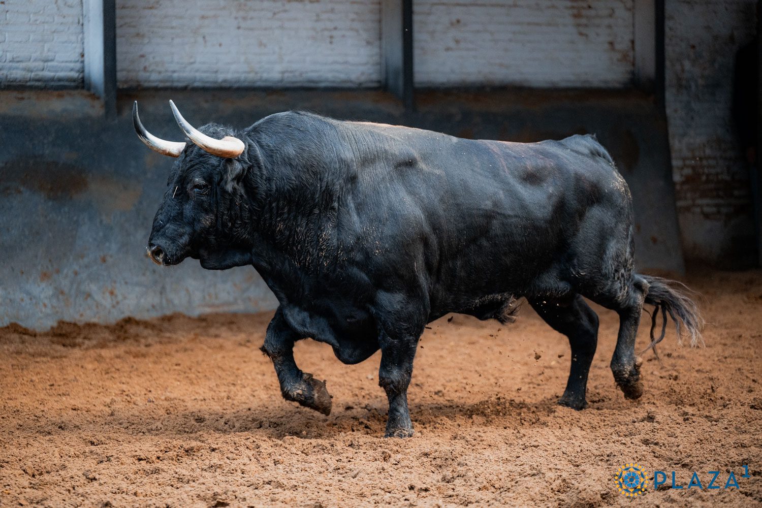 Lamparito, tercero de Núñez del Cuvillo