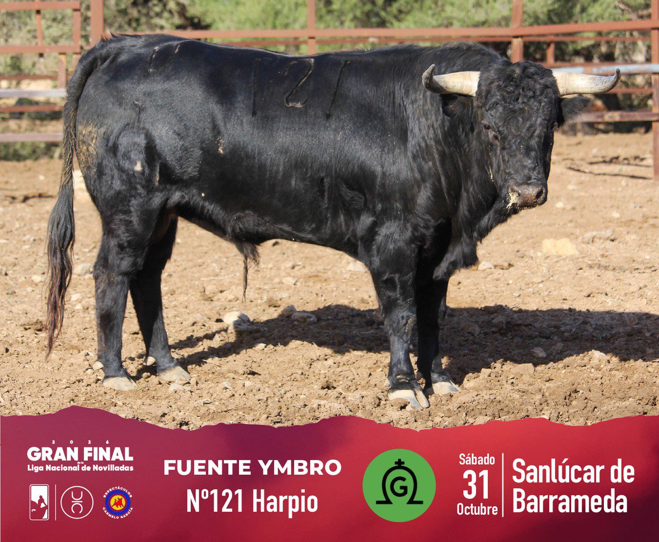 Novillo de Fuente Ymbro para la final en Sanlúcar, fotografía 4