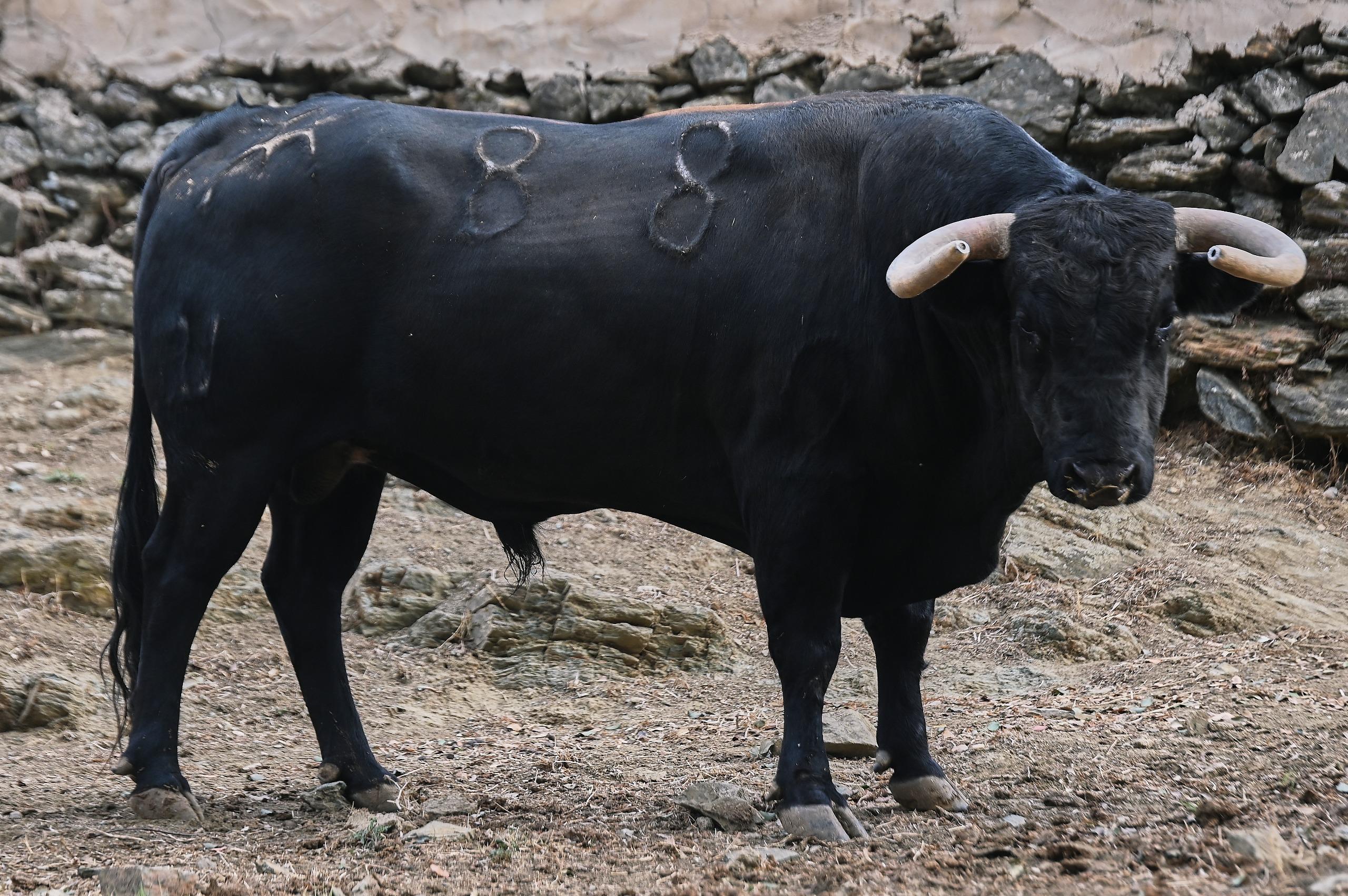 Toro de El Parralejo reseñado para Jaén