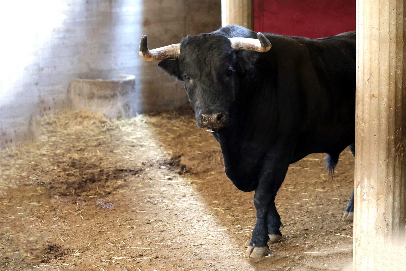 Toros en los corrales de La Misericordia