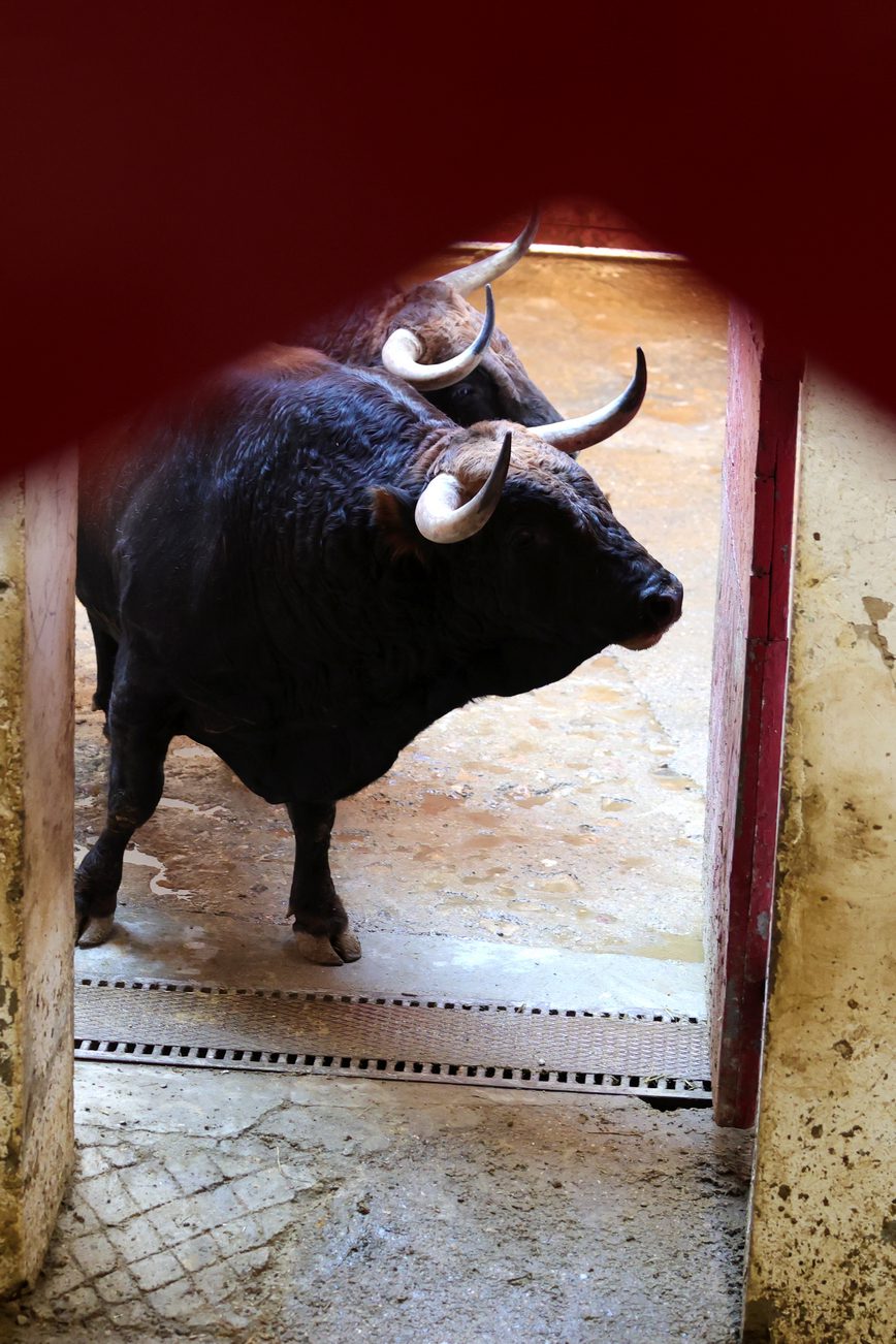 Ambiente en corrales de Zaragoza