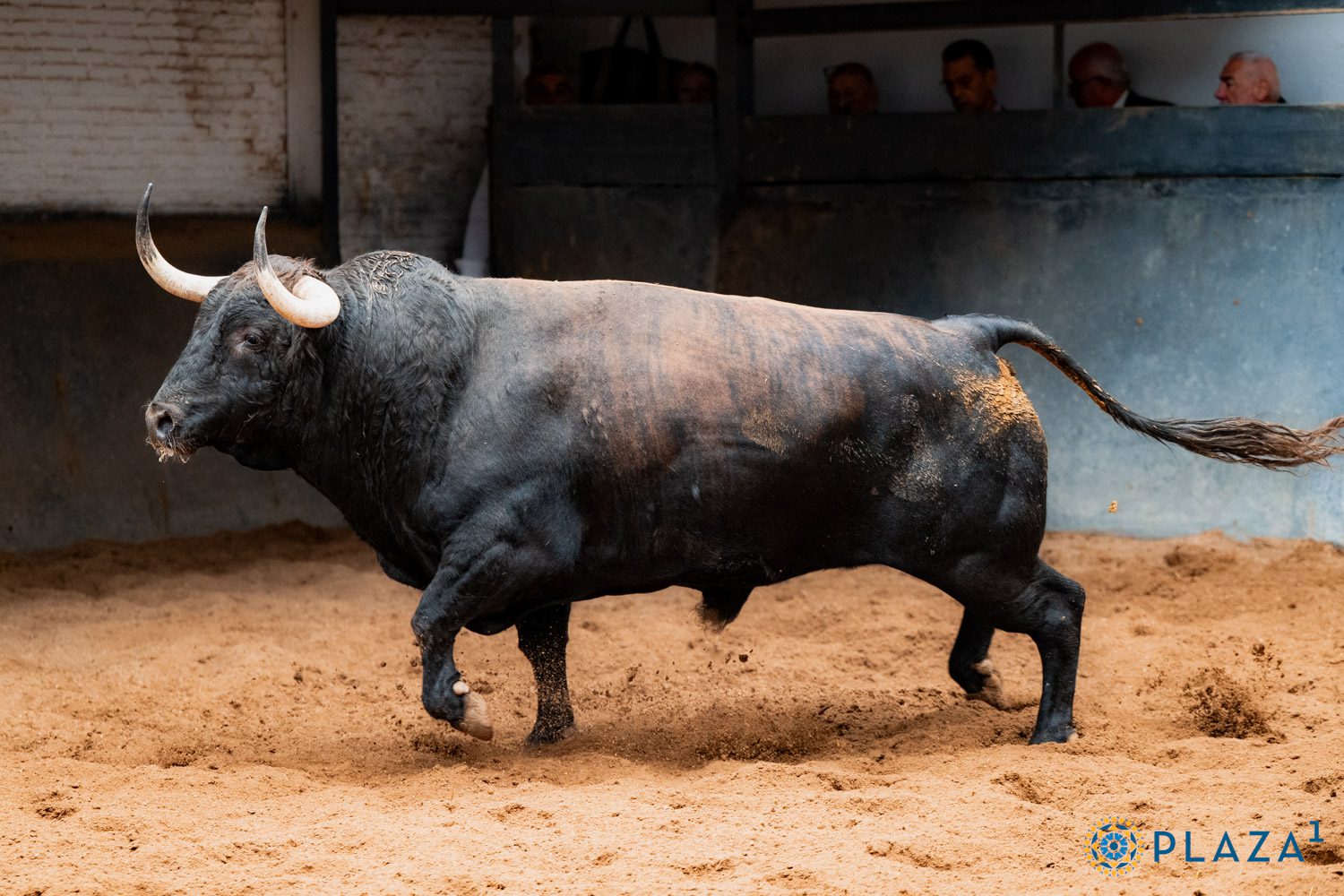 Predilecto, quinto de Alcurrucén