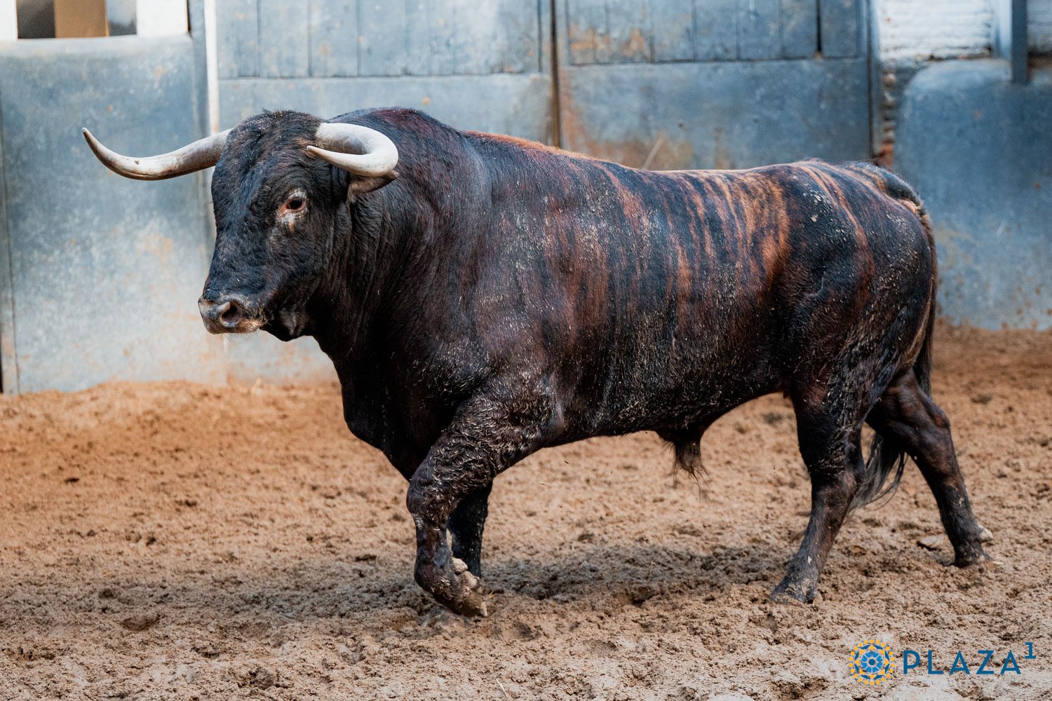 Churrero, de Montealto
