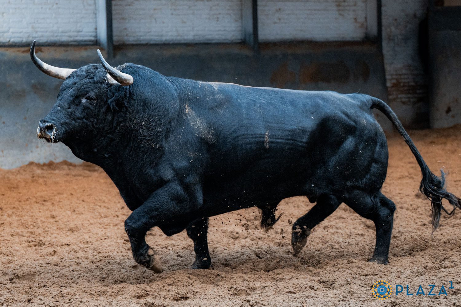 Treinta y Tres, quinto de Garcigrande