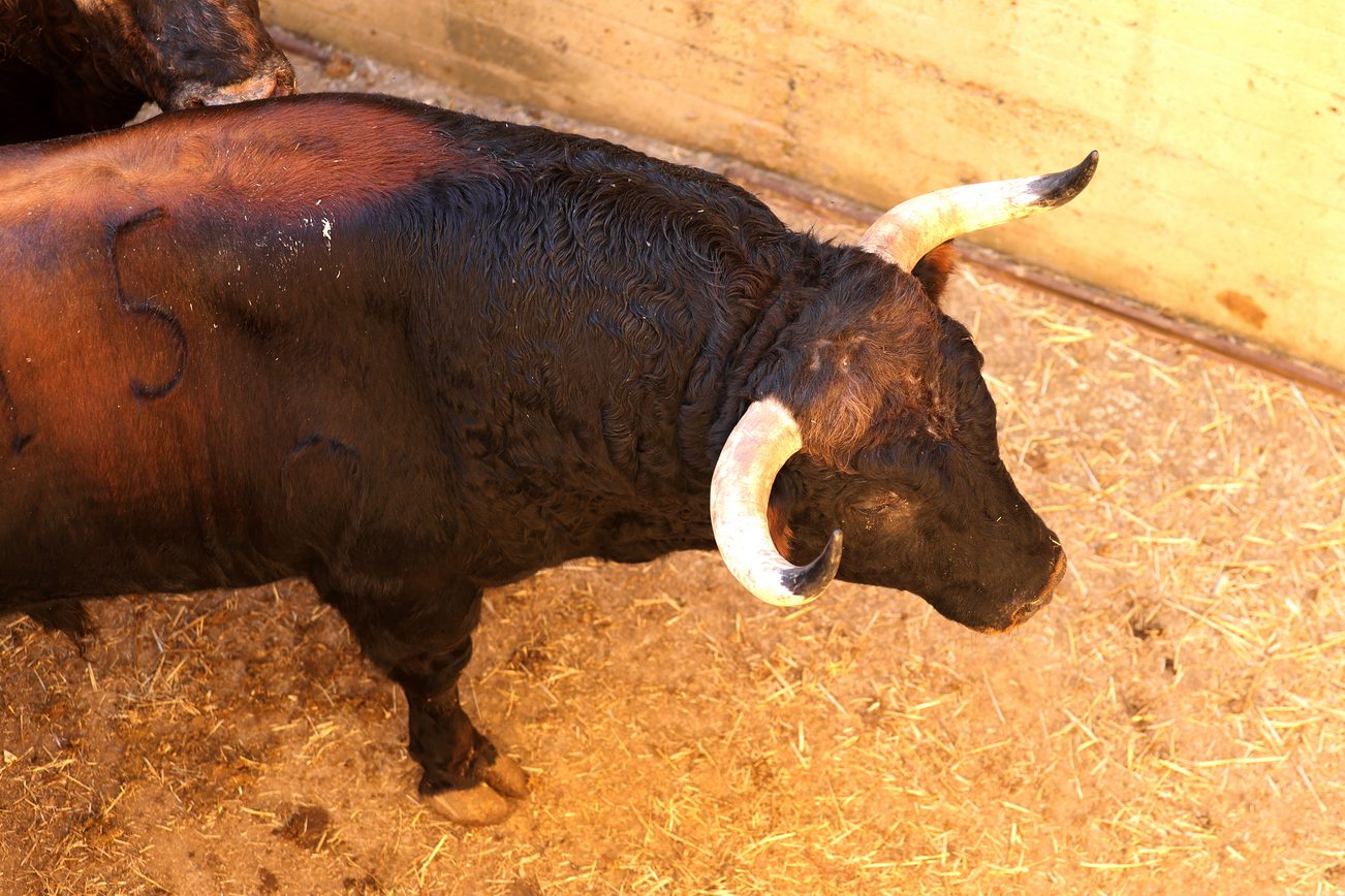 Ambiente en corrales de Zaragoza
