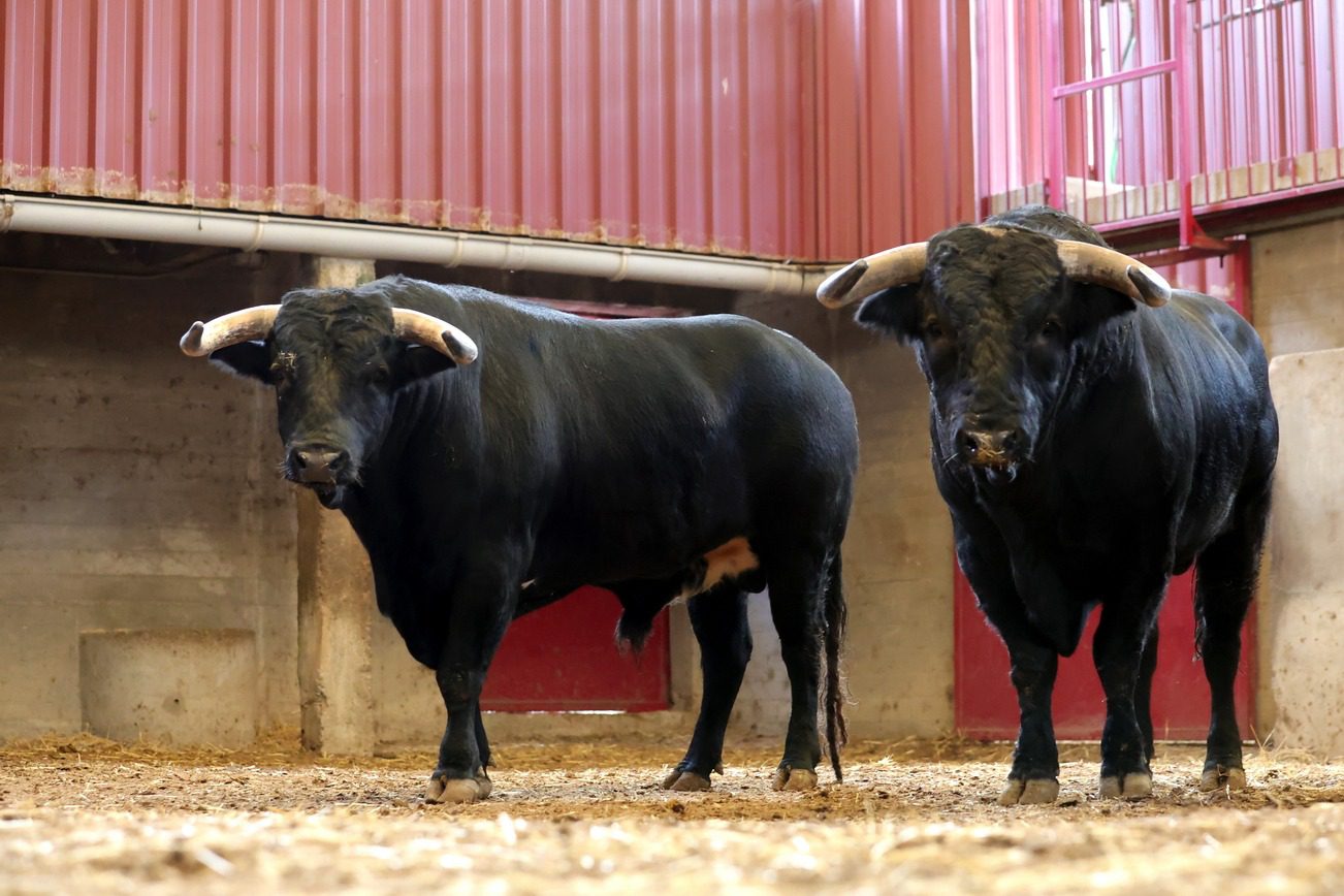 Toros en los corrales de La Misericordia