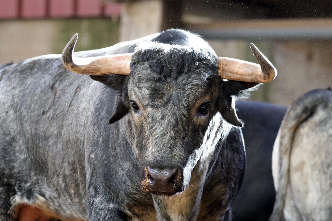 Novillos de Los Maños en los corrales de Zaragoza