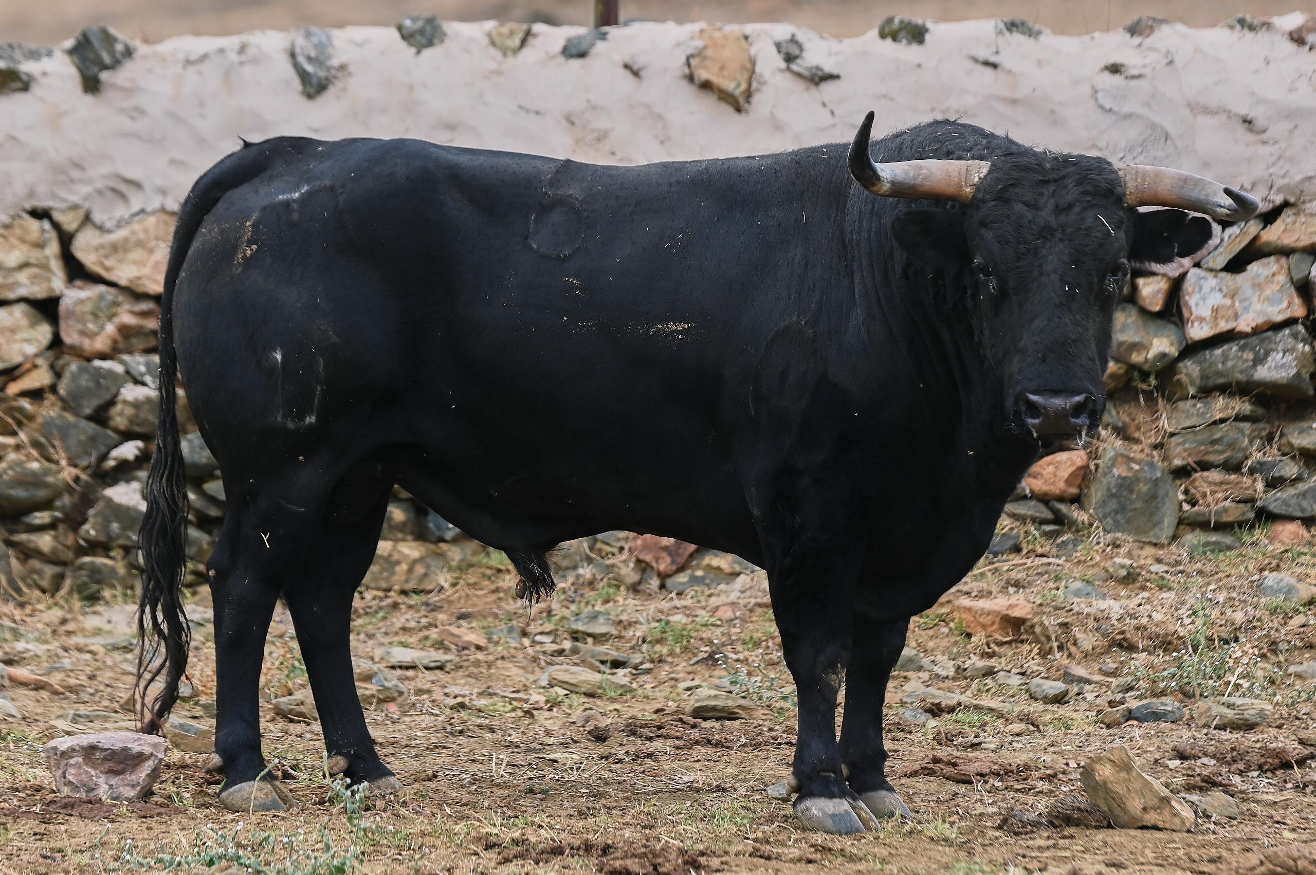 Toro de El Parralejo reseñado para Jaén