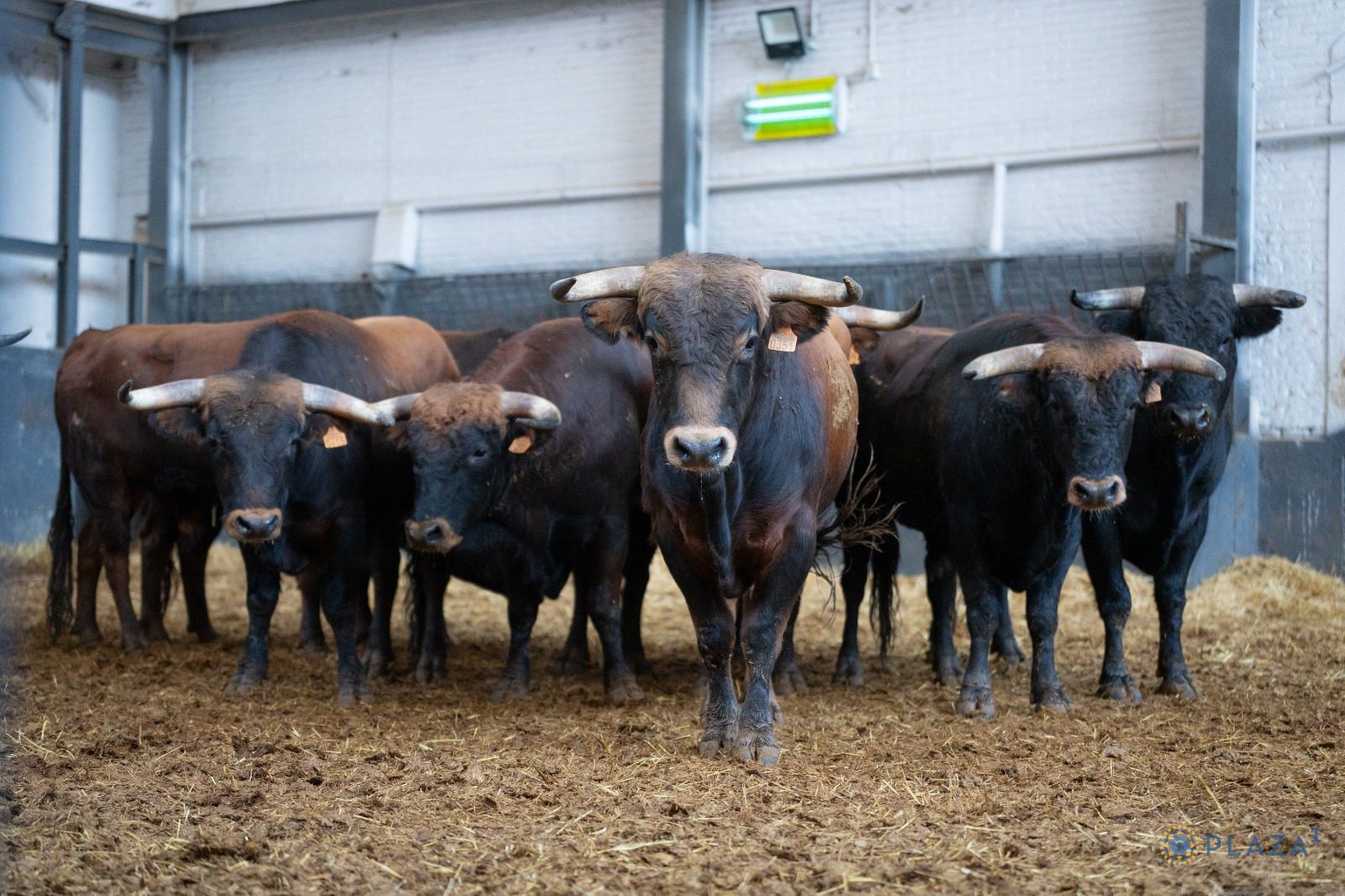 'Festivo' de Guadajira abre el final del Camino hacia Las Ventas en Madrid