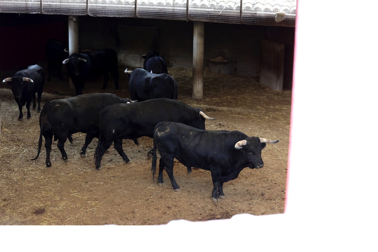 Toros en los corrales de La Misericordia