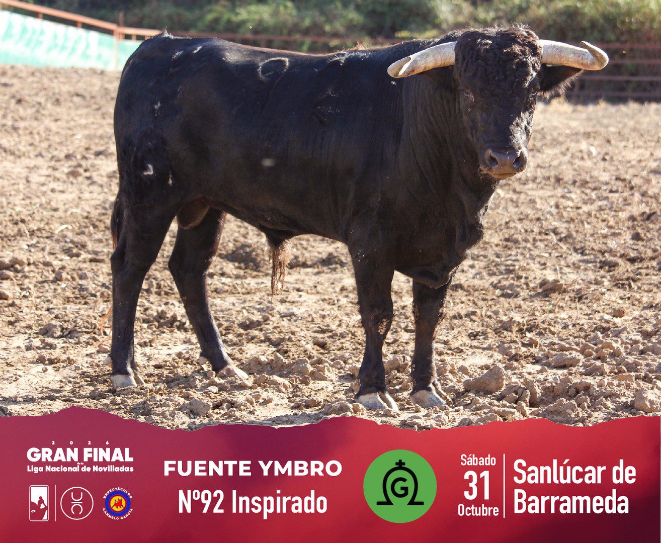 Novillo de Fuente Ymbro para la final en Sanlúcar, fotografía 2