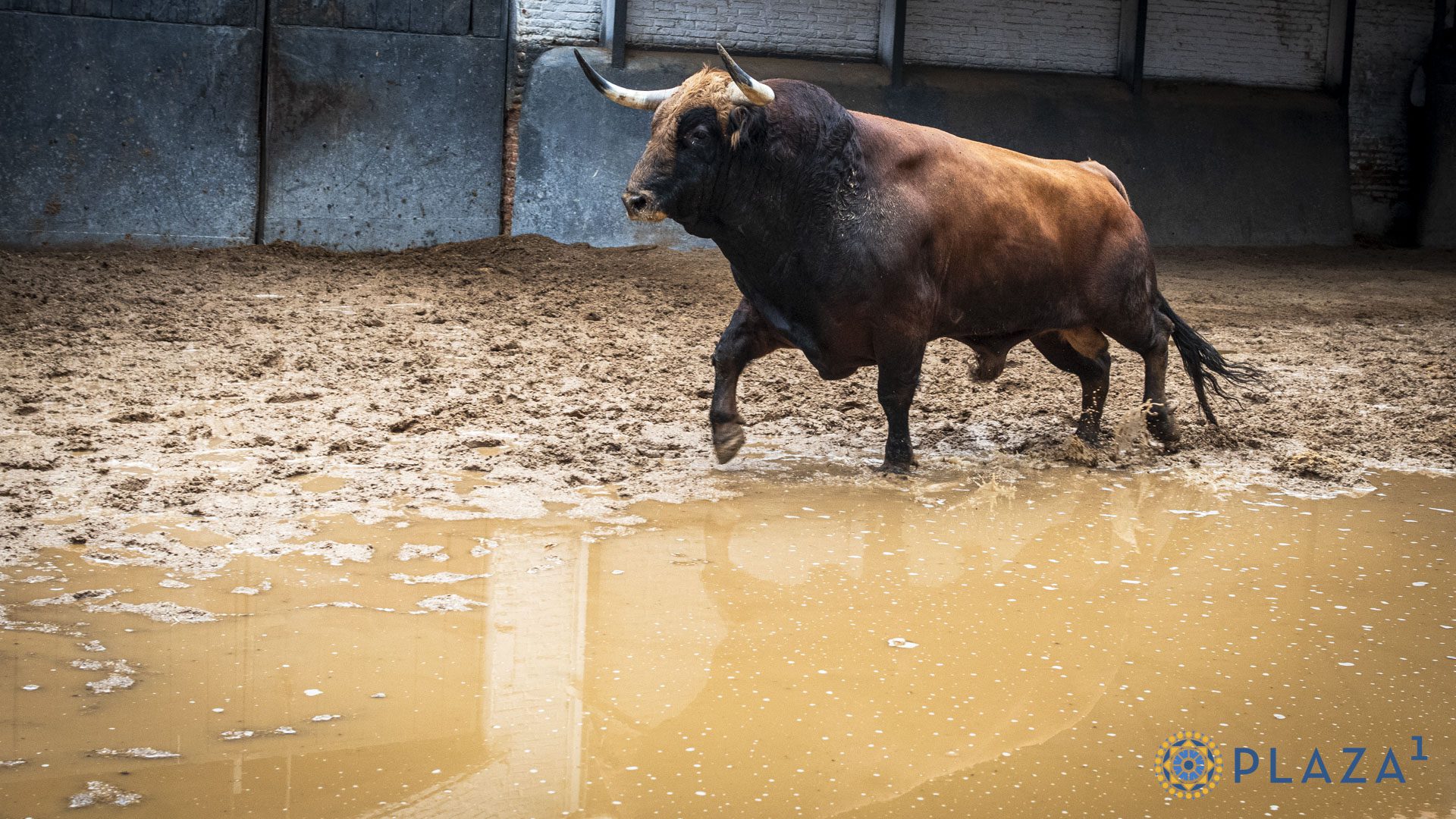 Toros de Victoriano del Río en los corrales de Las Ventas