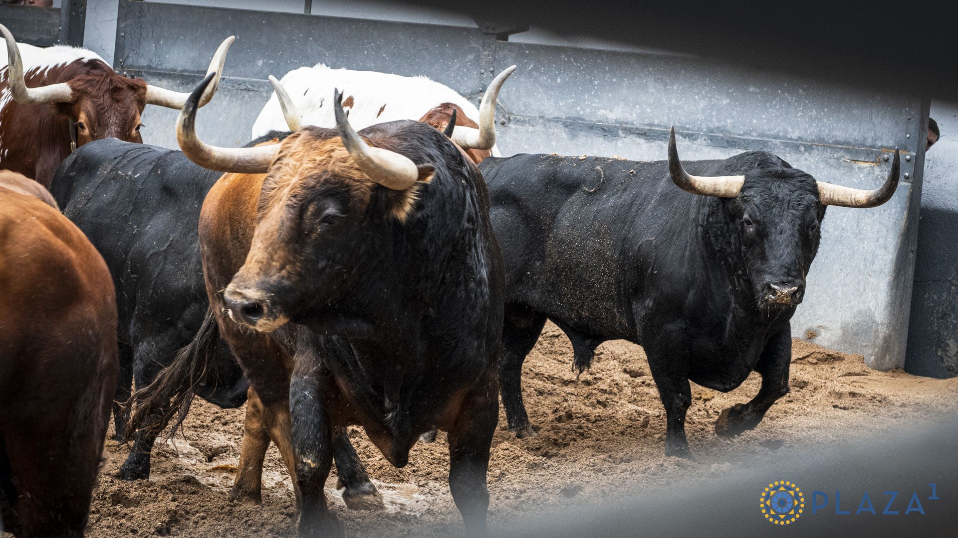 Toros de Victoriano del Río en los corrales de Las Ventas
