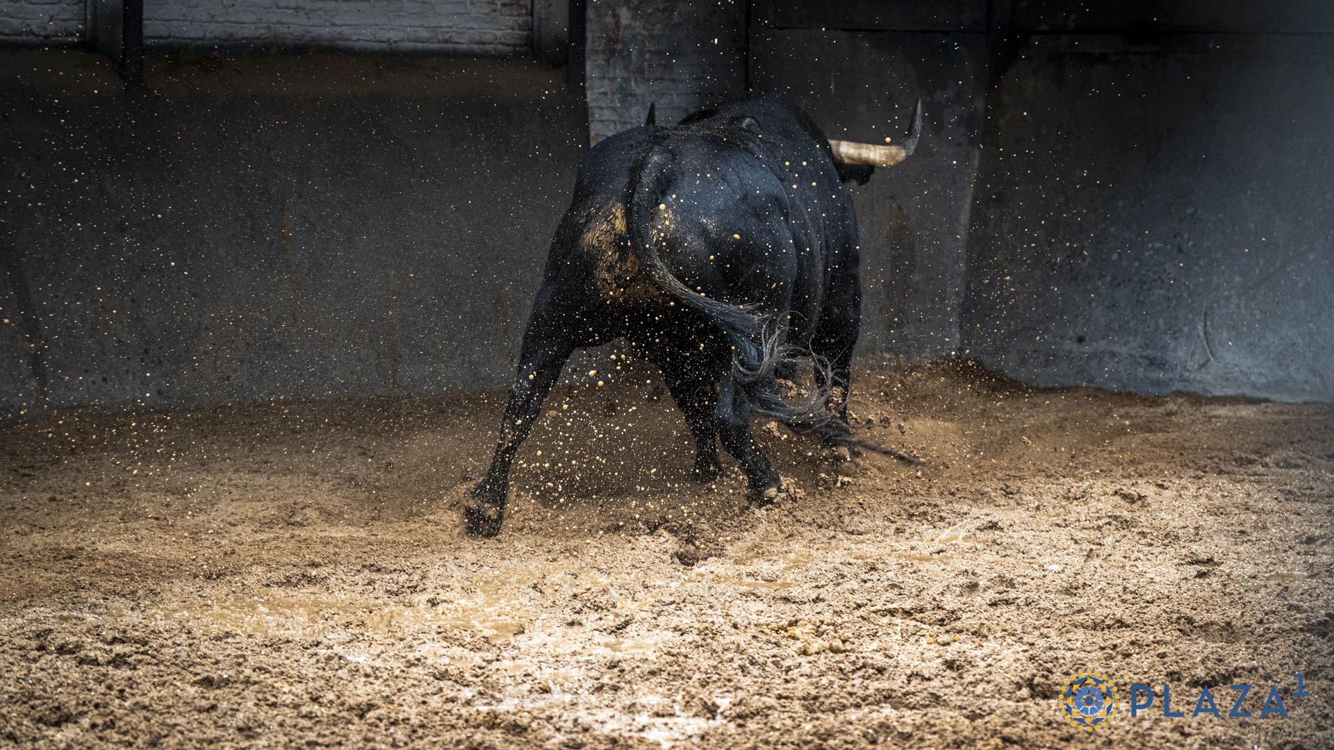Toros de Victoriano del Río en los corrales de Las Ventas