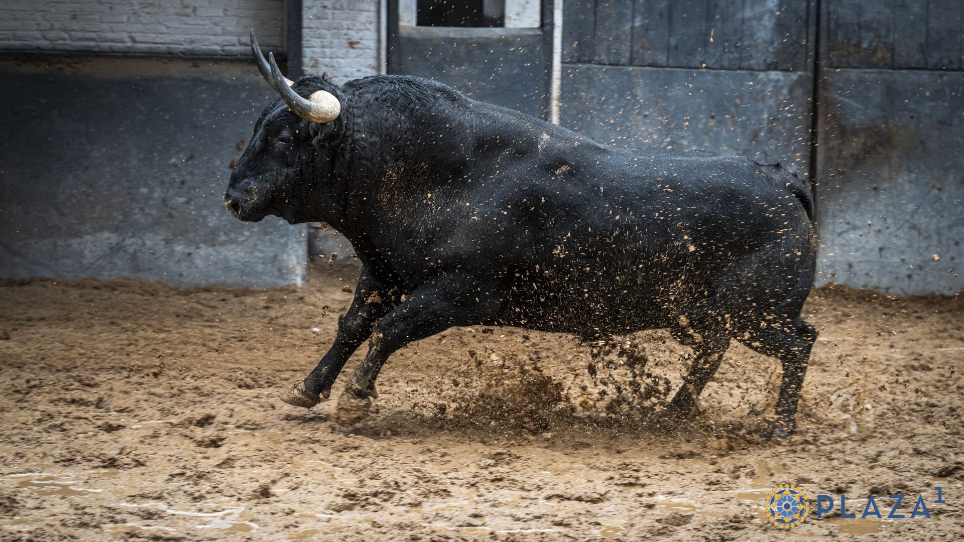 Toros de Victoriano del Río en los corrales de Las Ventas
