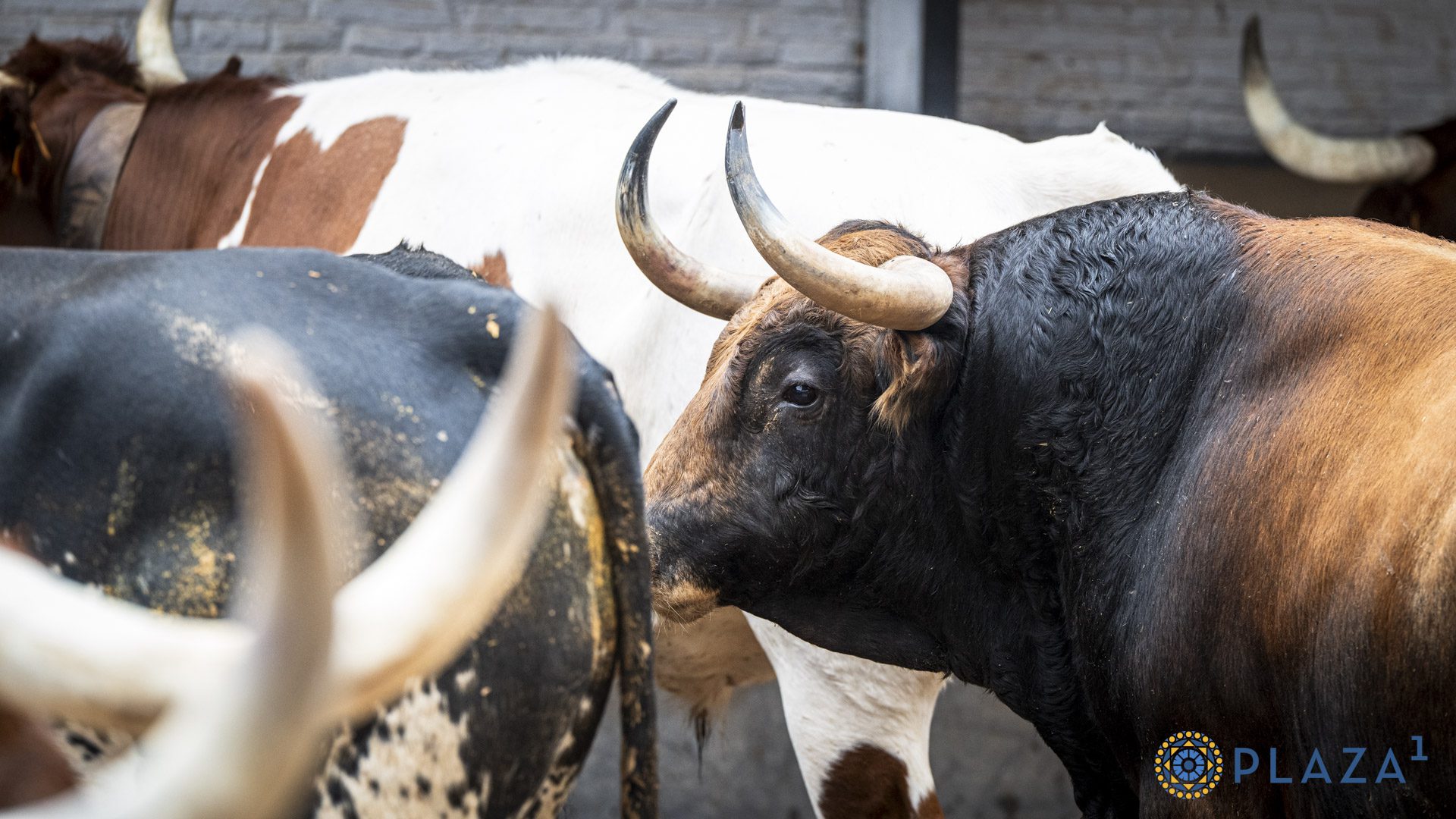 Toros de Victoriano del Río en los corrales de Las Ventas