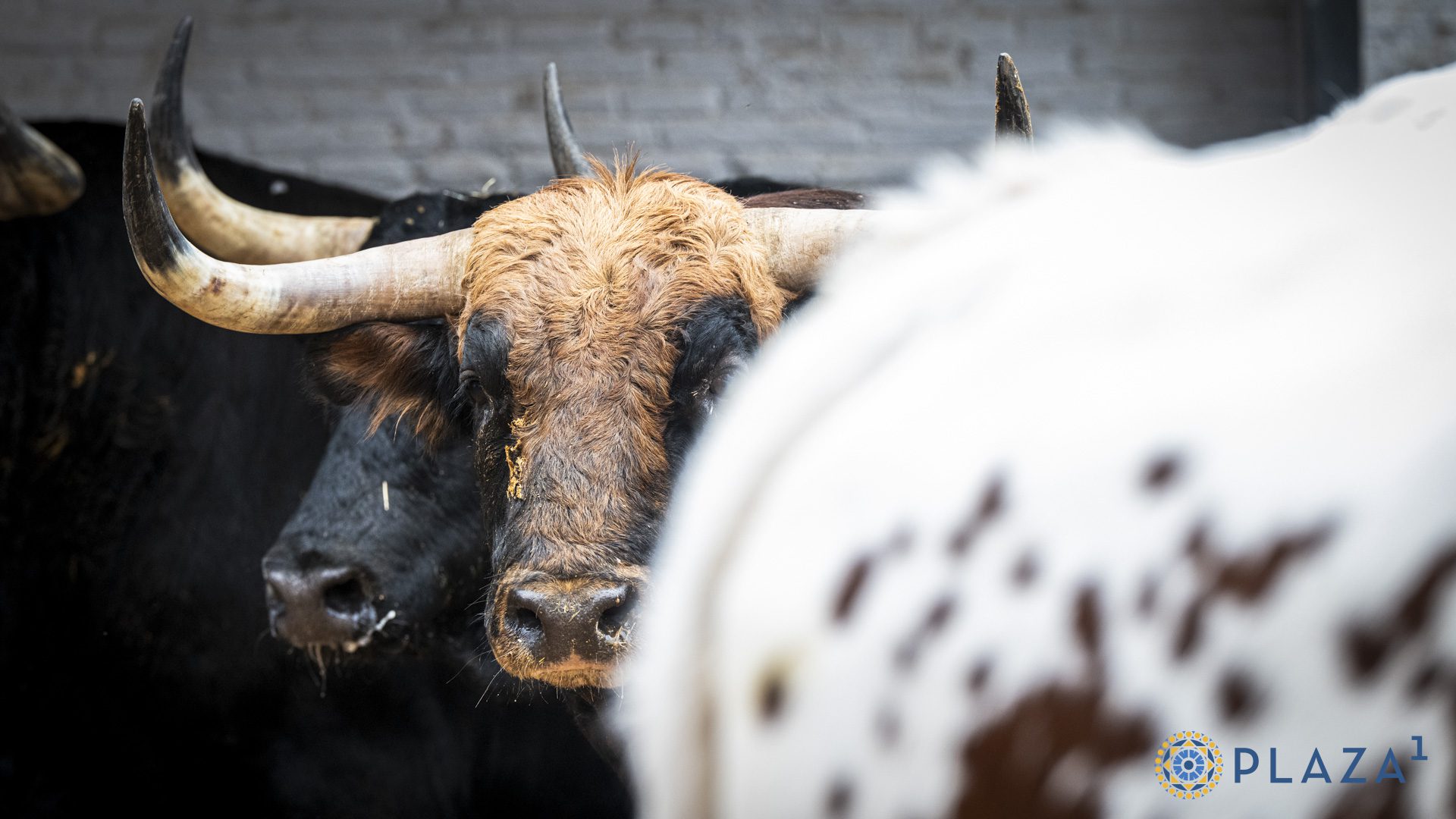 Seis toros de Victoriano del Río para la tercera de la feria de Otoño en Las Ventas