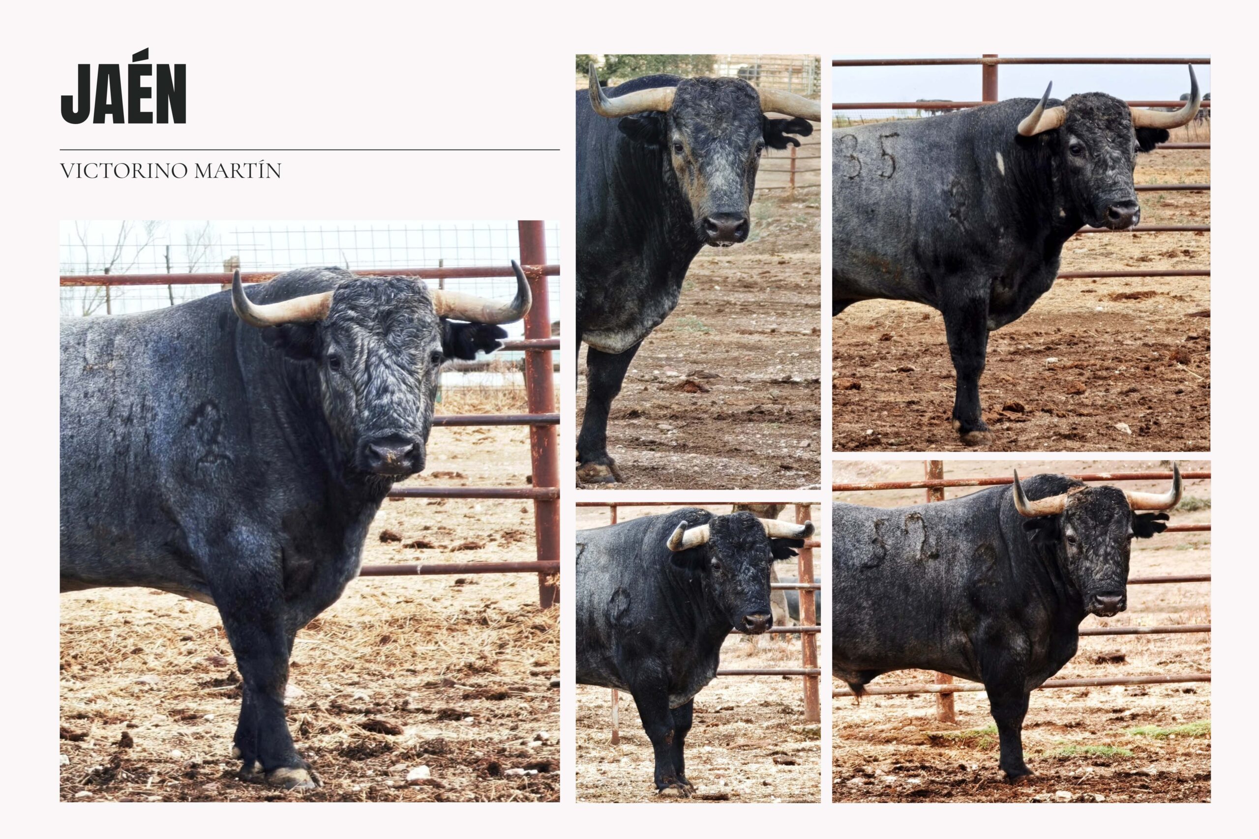 Así luce en el campo la corrida de Victorino Martín para Jaén (Fotos)