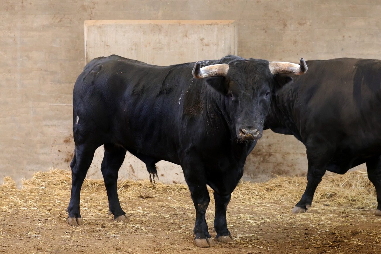 Toros en los corrales de La Misericordia