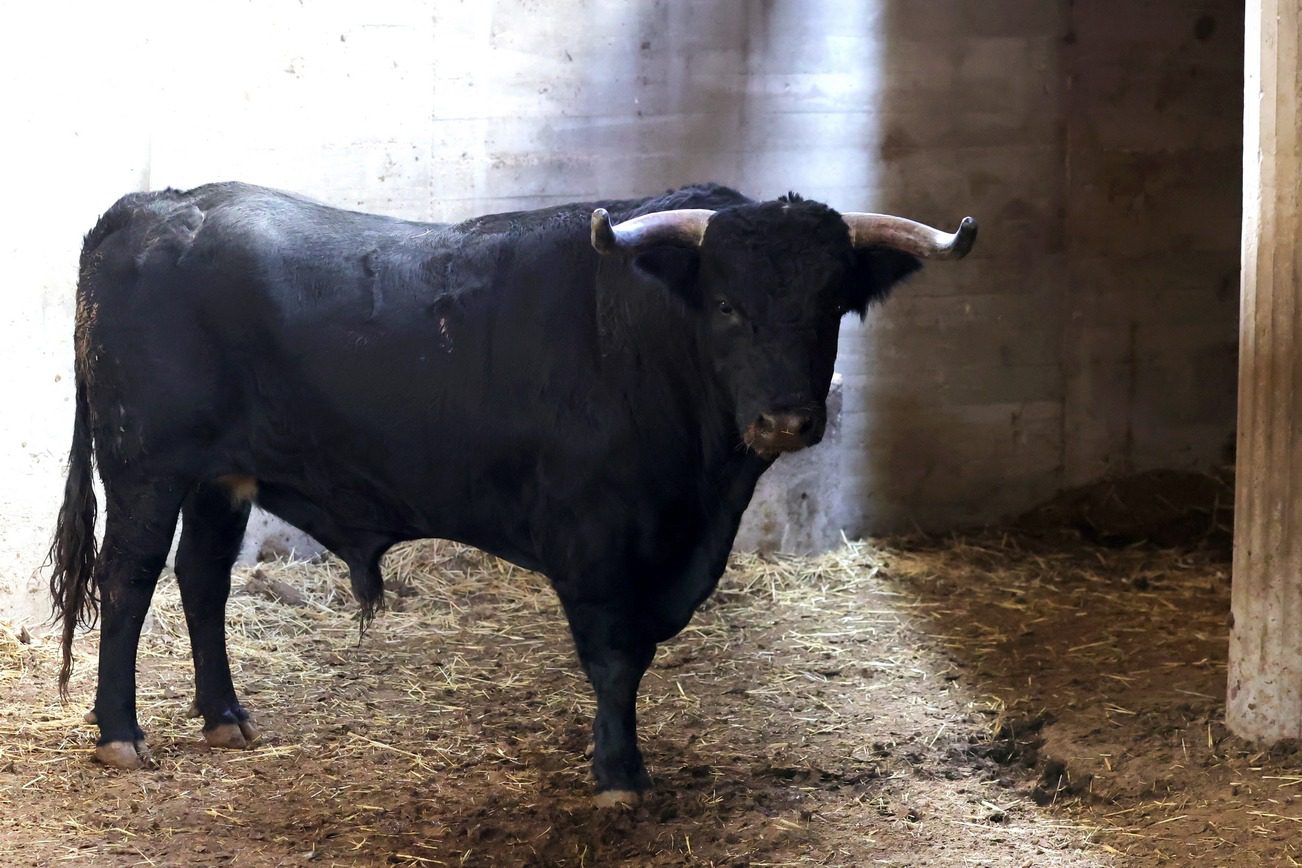 Toros en los corrales de La Misericordia