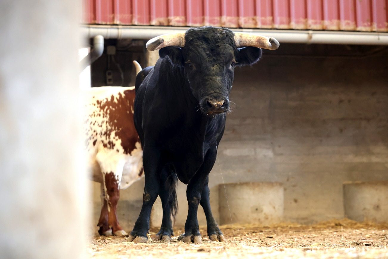 Toros en los corrales de La Misericordia