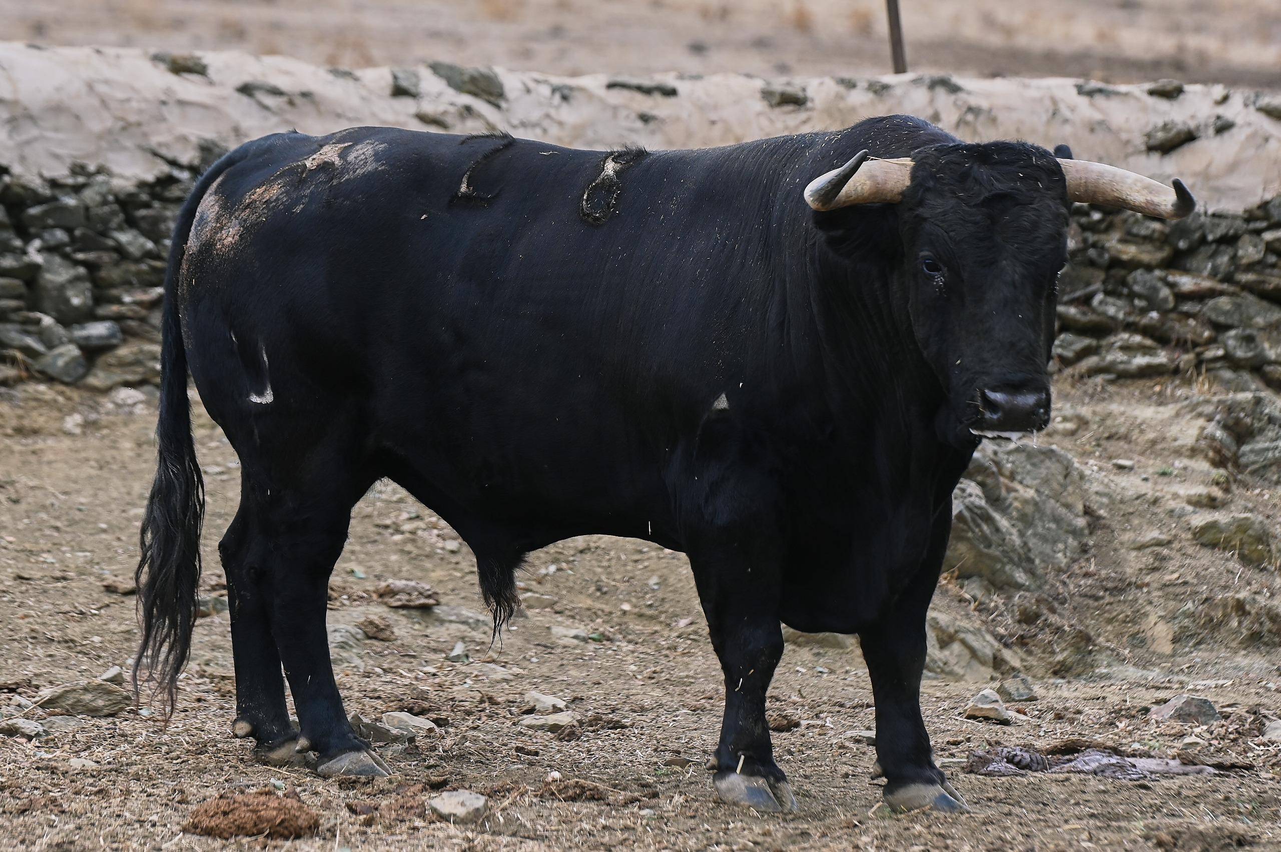 Toro de El Parralejo reseñado para Jaén