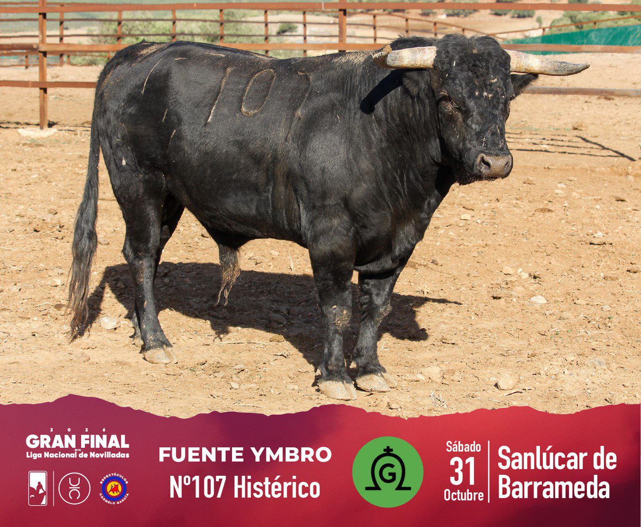 Novillo de Fuente Ymbro para la final en Sanlúcar, fotografía 5