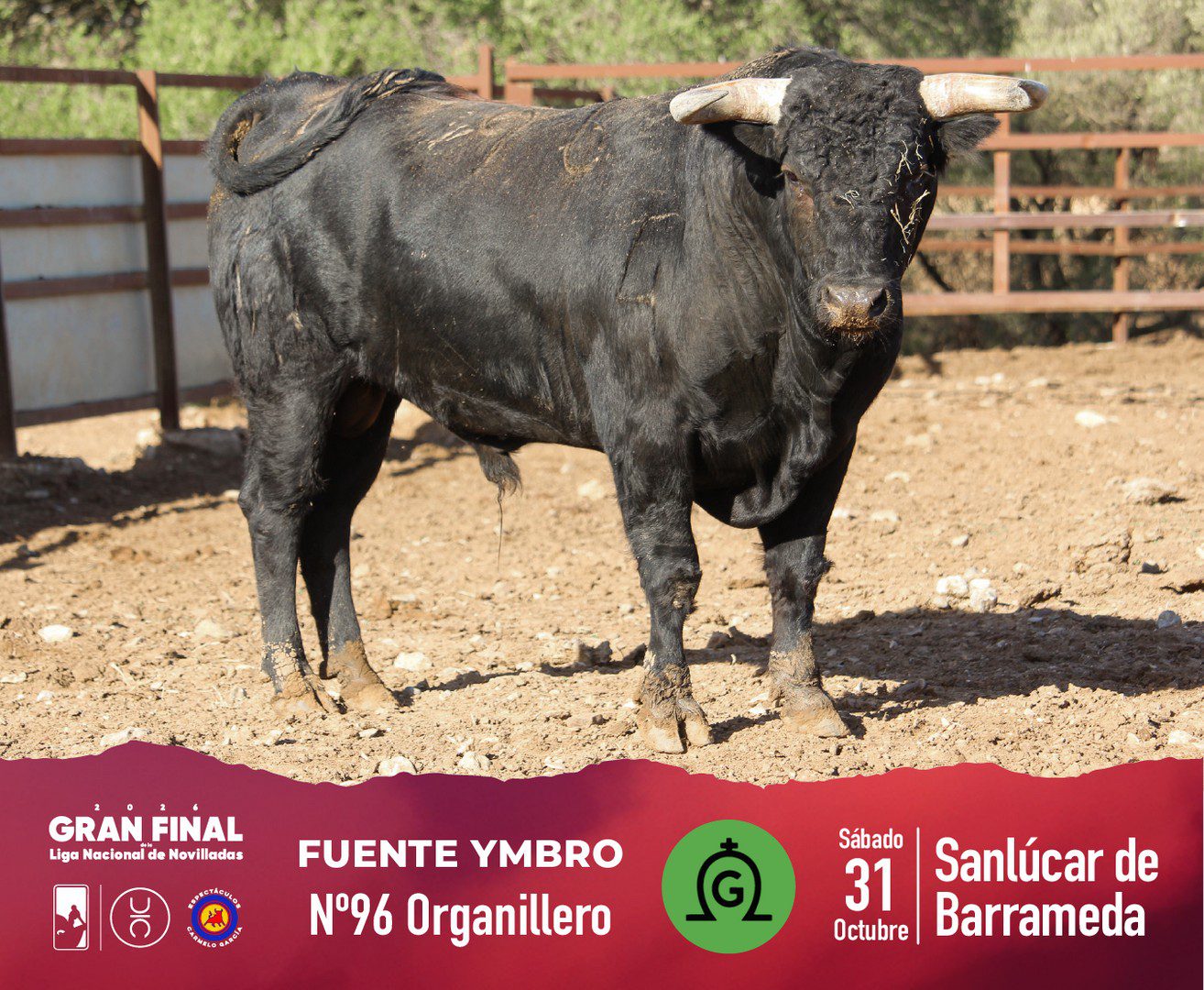 Novillo de Fuente Ymbro para la final en Sanlúcar, fotografía 6