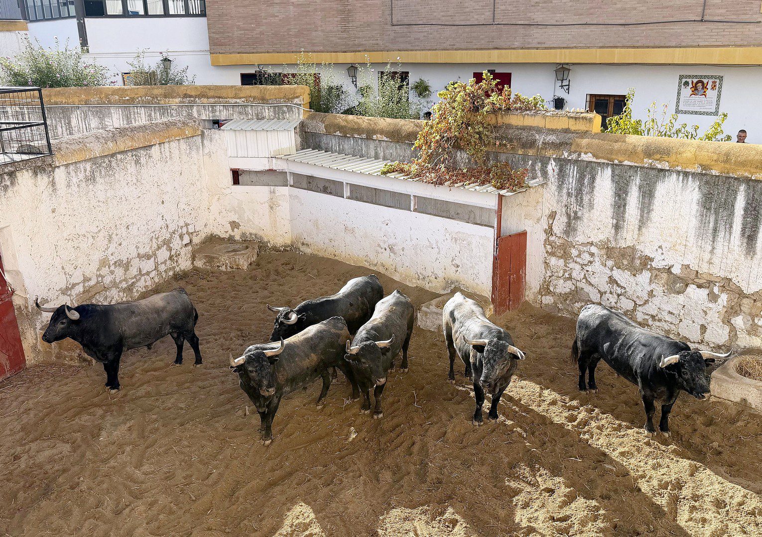 'Midanito' abre la corrida de Victorino Martín que abre San Lucas en Jaén
