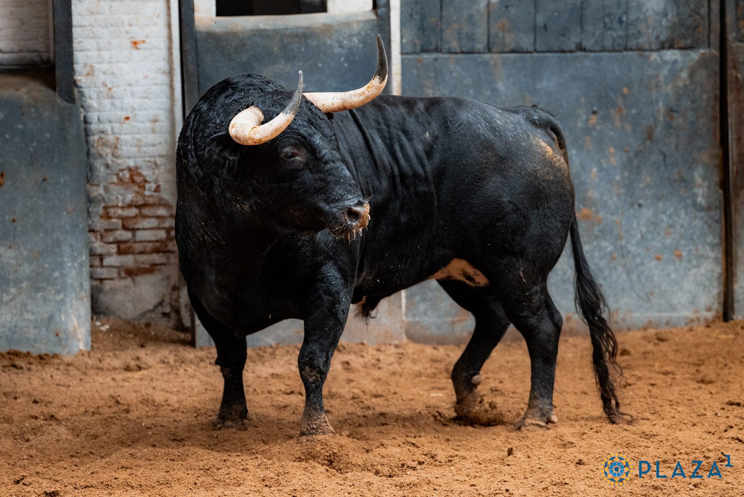 Toros de Alcurrucén en los corrales de Las Ventas